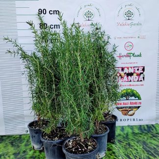 Rozmarin aromatic alimentar 40 cm- poze reale