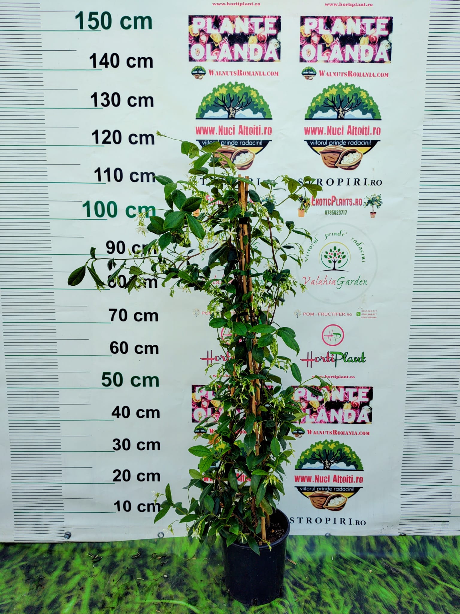 Iasomie Alba Stelata Flori Parfumate crescuta in ghiveci de 3 litri-inaltime min. 100cm