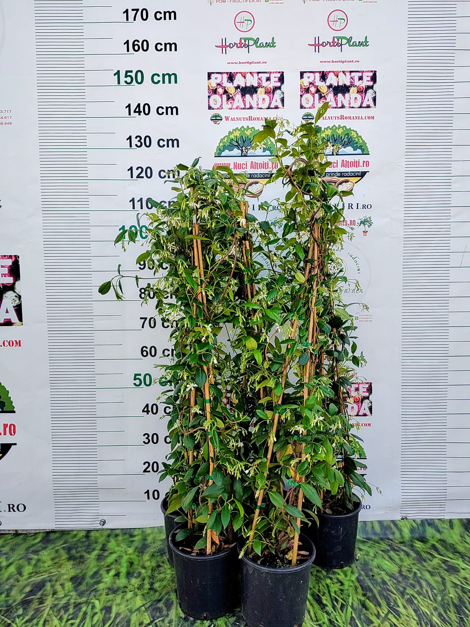 Iasomie Alba Stelata Flori Parfumate crescuta in ghiveci de 3 litri-inaltime min. 100cm