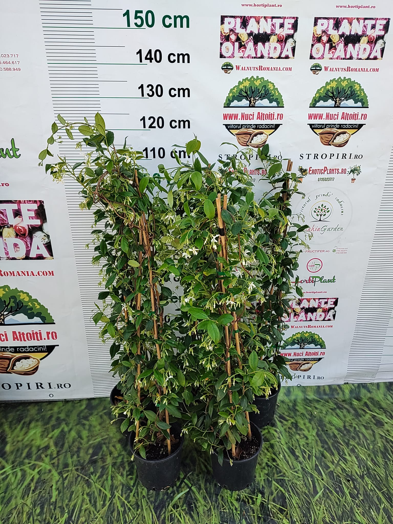 Iasomie Alba Stelata Flori Parfumate crescuta in ghiveci de 3 litri-inaltime min. 100cm