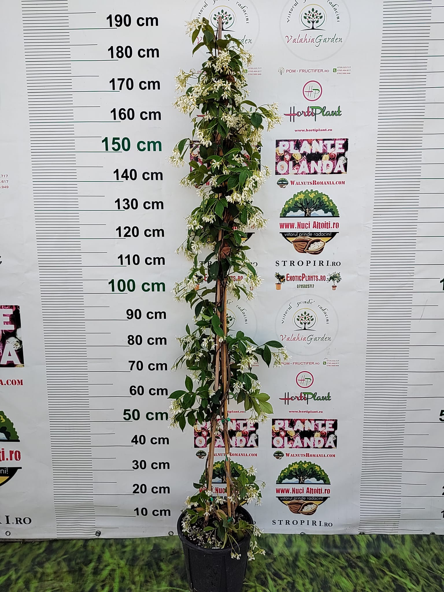 Iasomie Alba Stelata cu Flori Parfumate - 170 cm, ghiveci mare