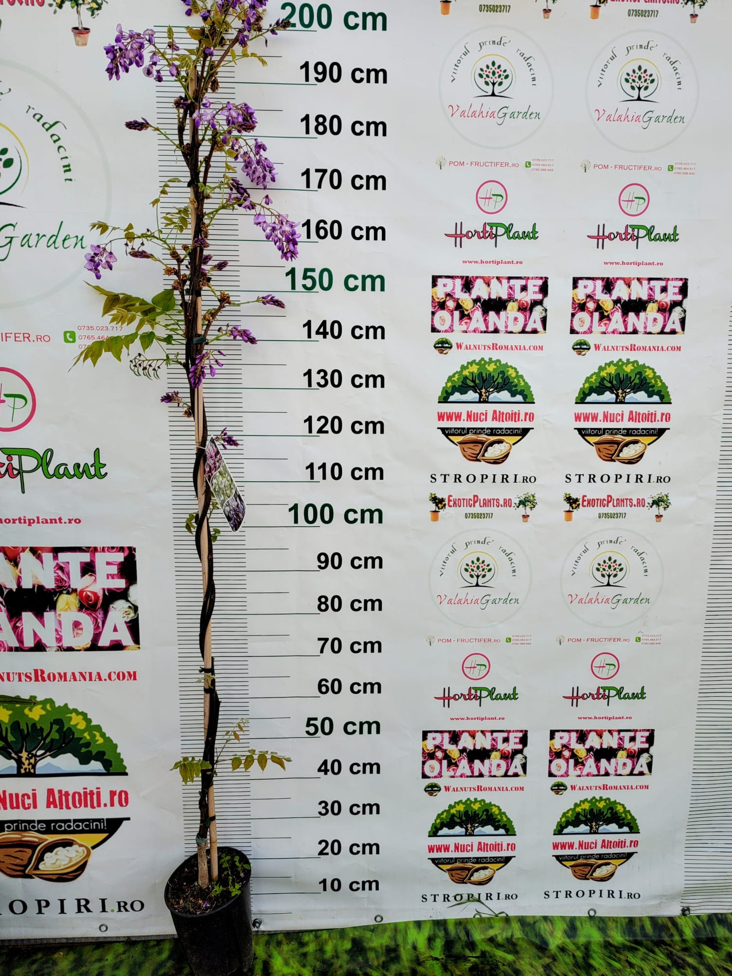 Glicina MOV 150 cm-Wisteria parfumată cu înflorire spectaculoasă