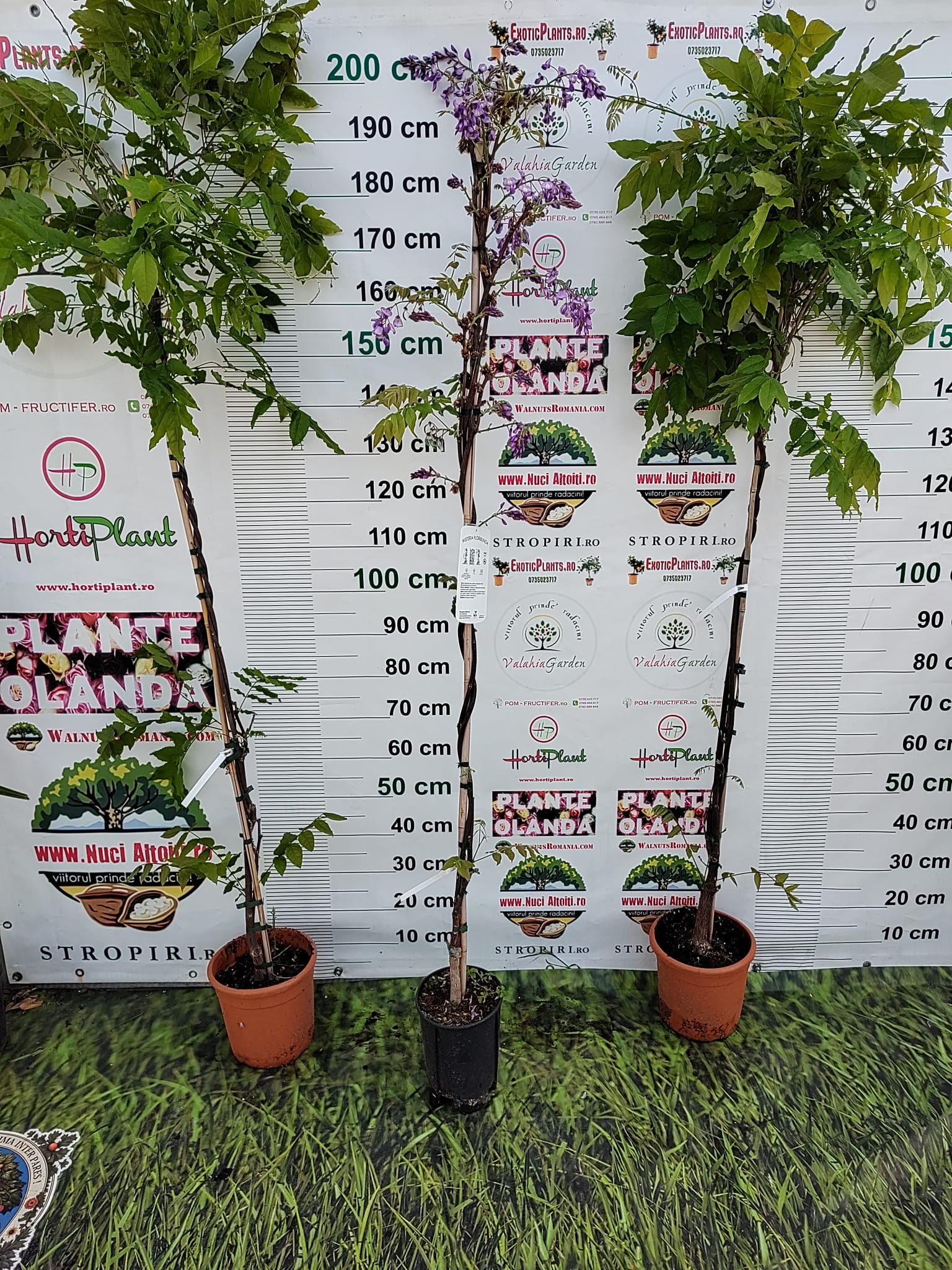 Glicina MOV 150 cm-Wisteria parfumată cu înflorire spectaculoasă