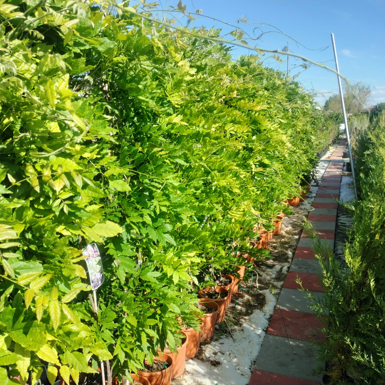 Glicina MOV 150 cm-Wisteria parfumată cu înflorire spectaculoasă