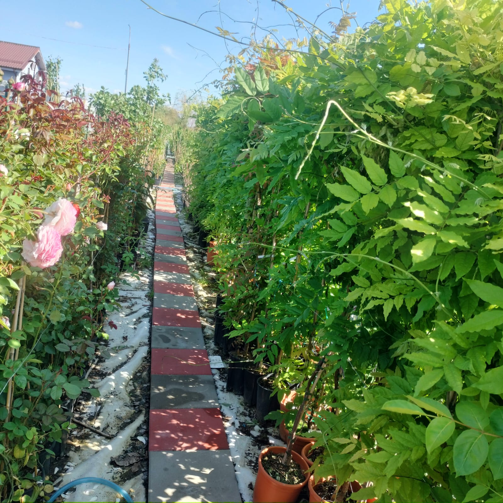 Glicina MOV 150 cm-Wisteria parfumată cu înflorire spectaculoasă