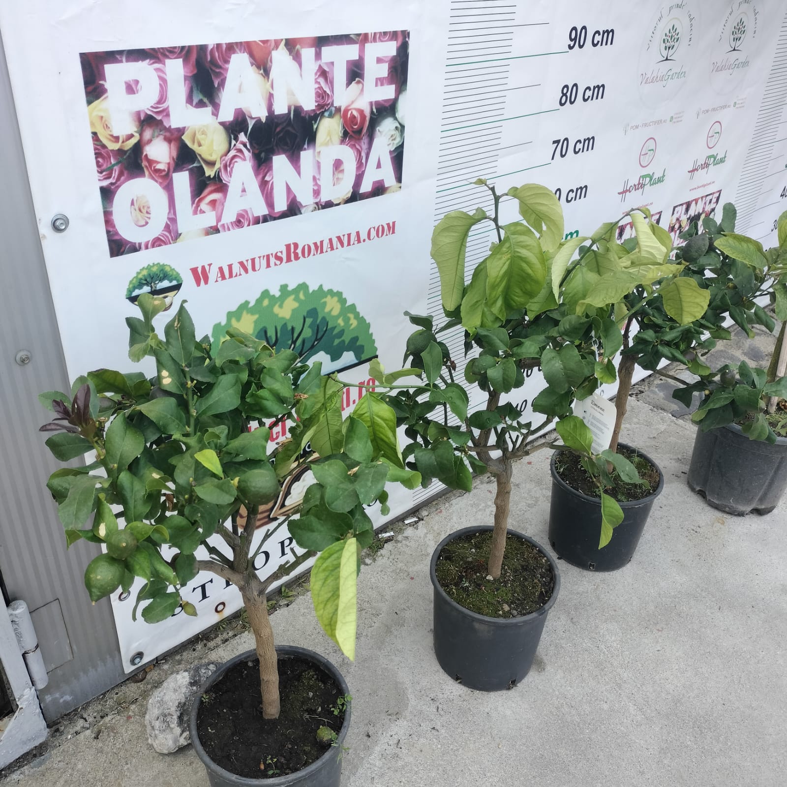 Cadoul Perfect: Mexican LIME | altoit | anul 4 | poze reale