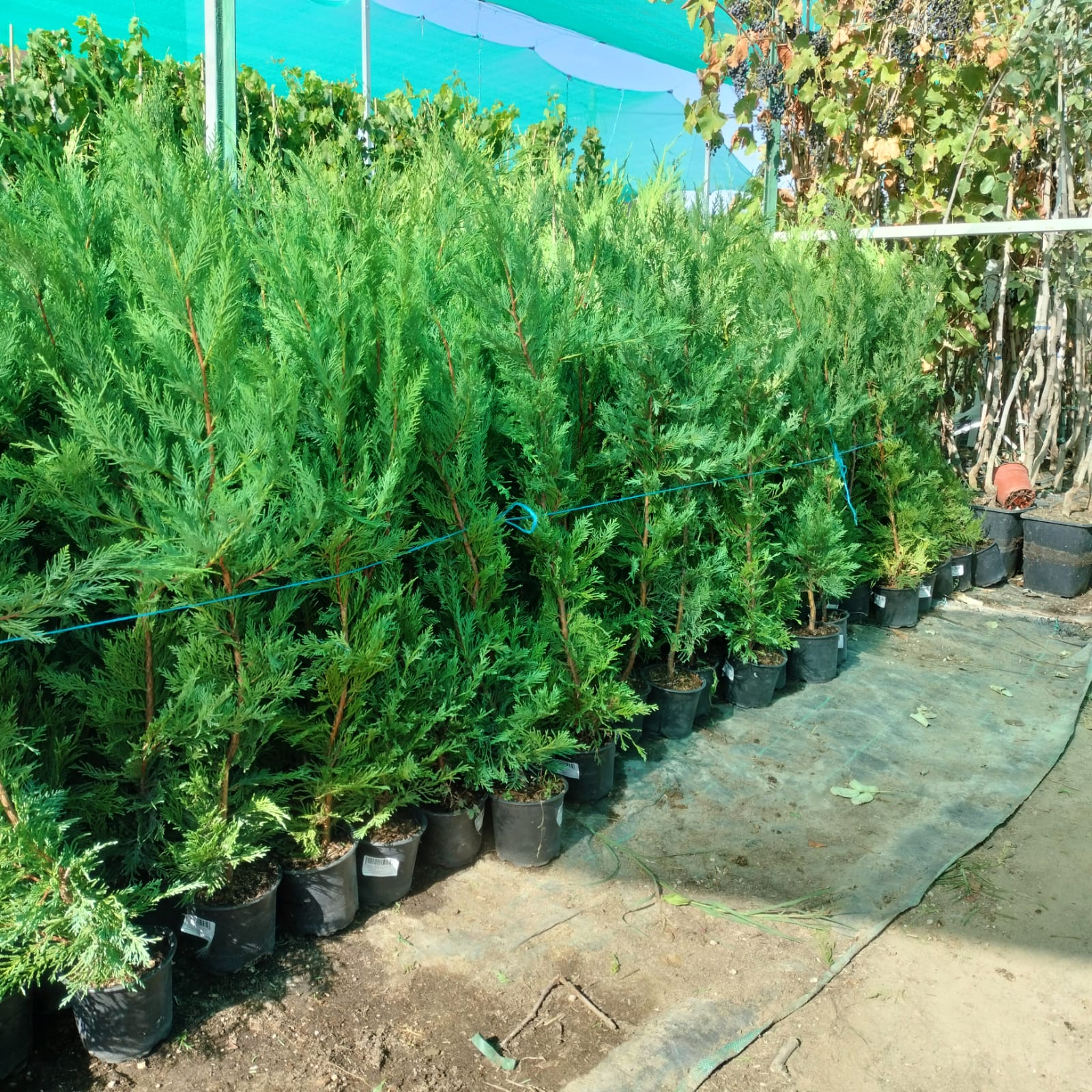 PACHET 10 +1 gratuit: Chiparos Leilandii altoiti | 50 cm | crescut in ghiveci | Poze reale