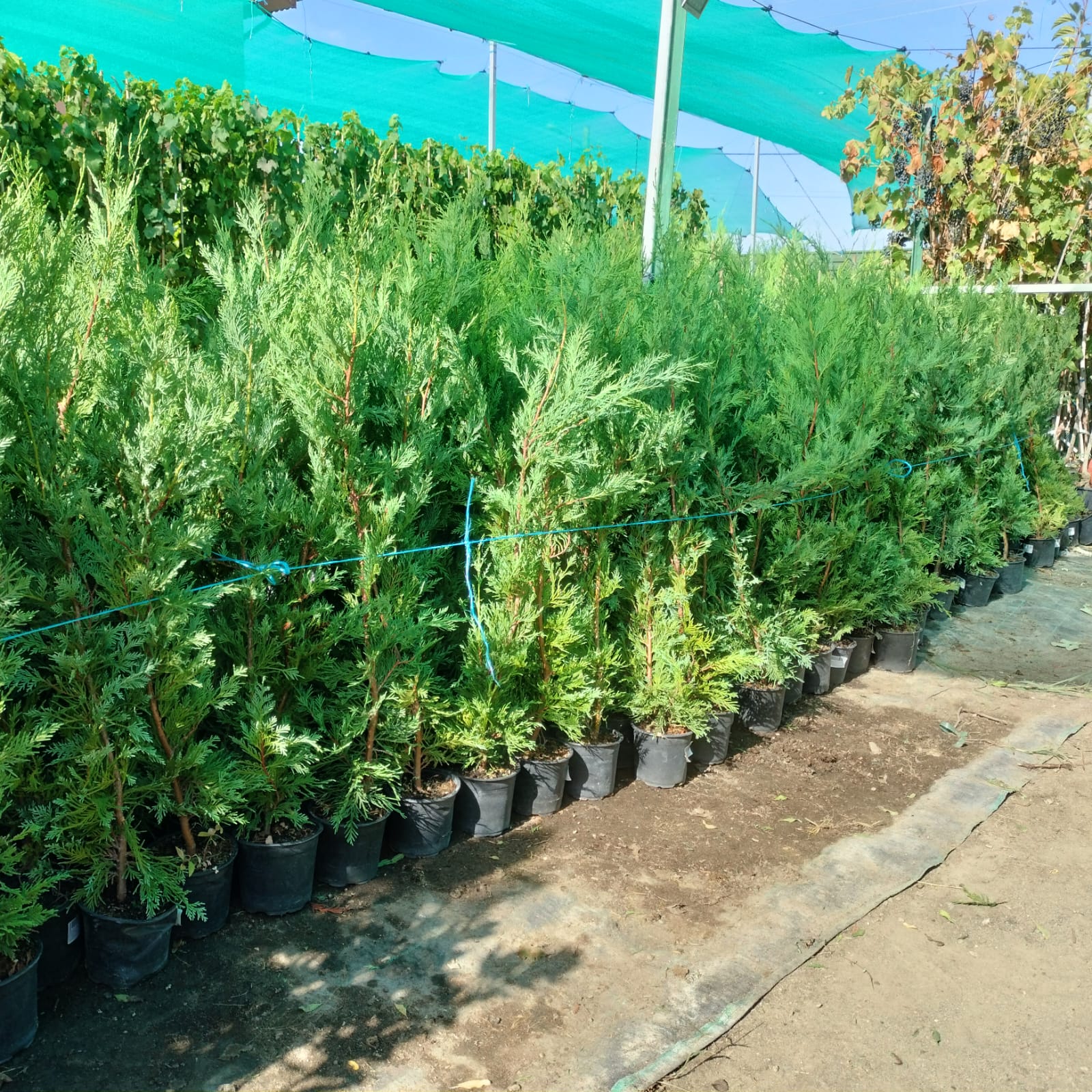 PACHET 10 +1 gratuit: Chiparos Leilandii altoiti | 50 cm | crescut in ghiveci | Poze reale