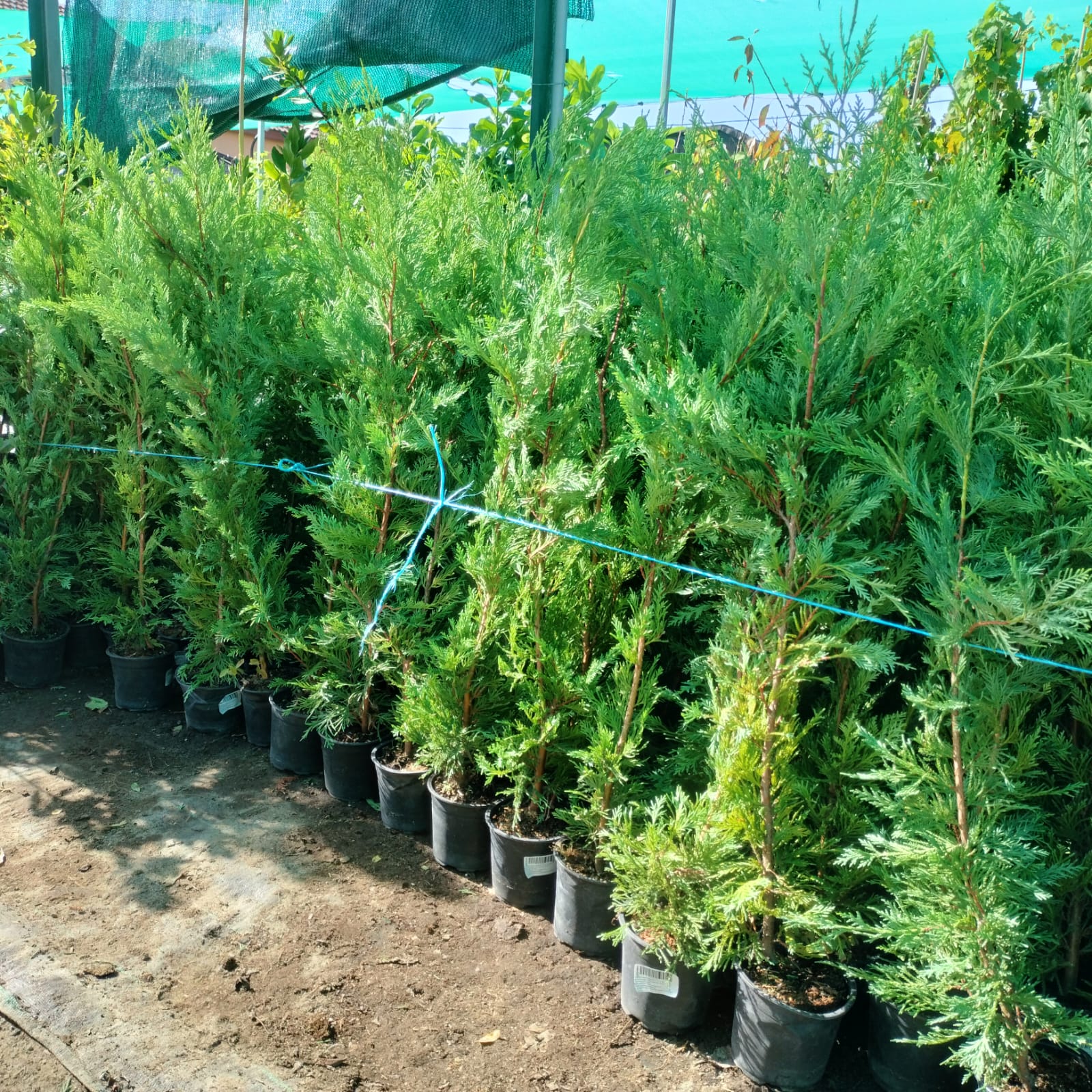 PACHET 10 +1 gratuit: Chiparos Leilandii altoiti | 50 cm | crescut in ghiveci | Poze reale