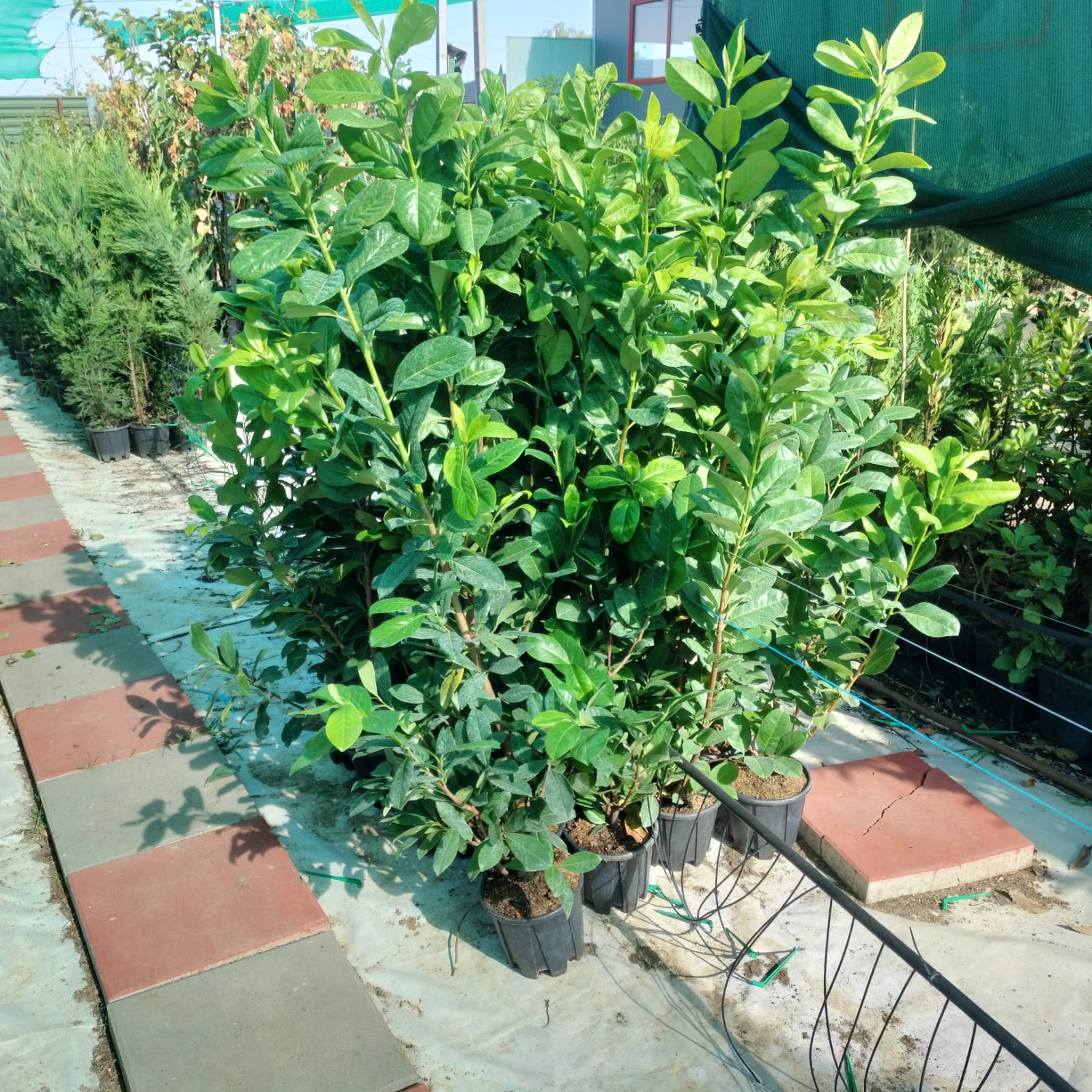 PACHET 10 +1 gratuit: Laur Englezesc soi NOVITA - ideal pt. gard viu/ VESNIC VERDE / crescut in ghiveci 4 litri/ 80 cm POZE REALE