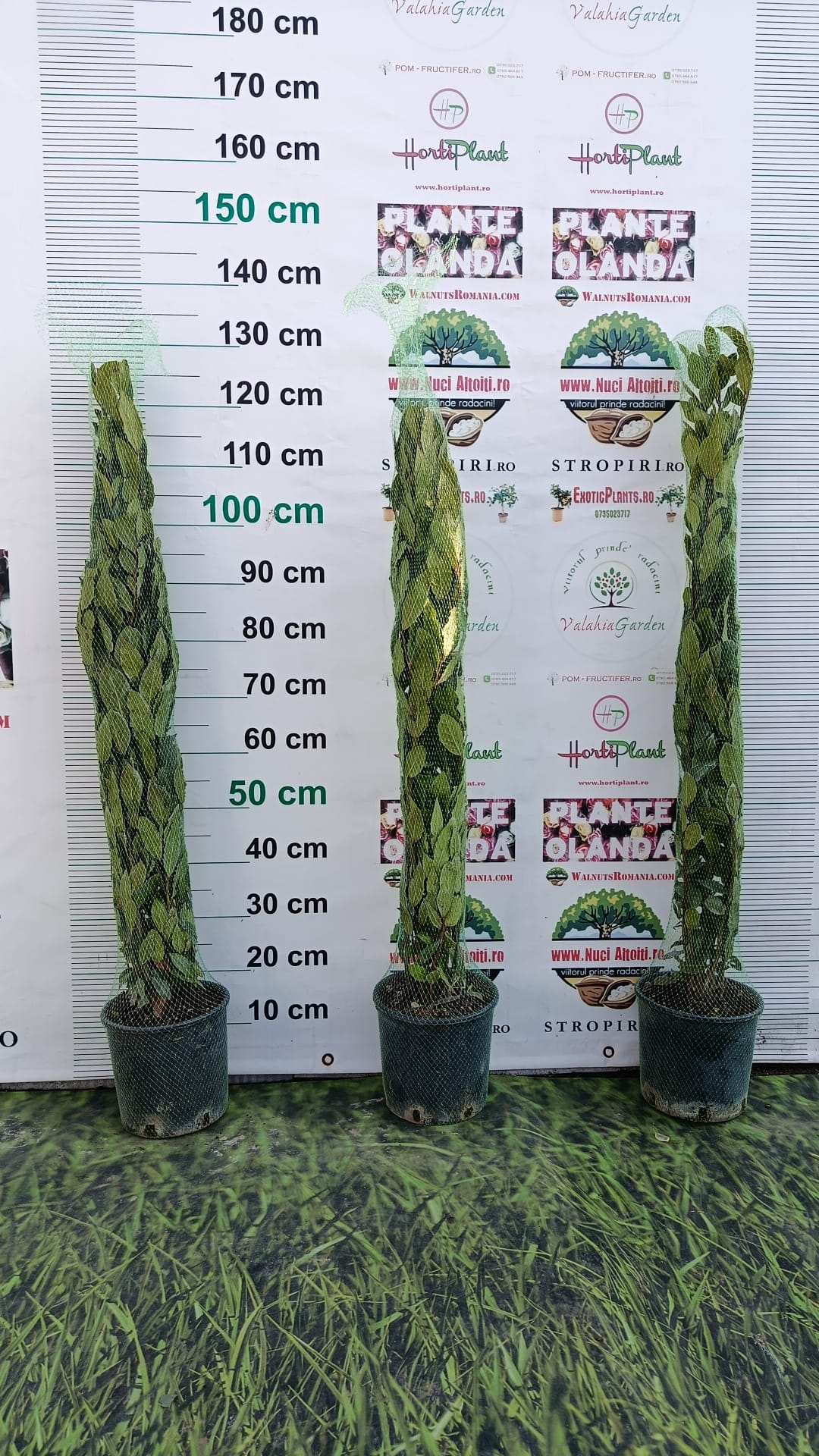 Dafin alimentar aromatic anul 3 - 100 cm