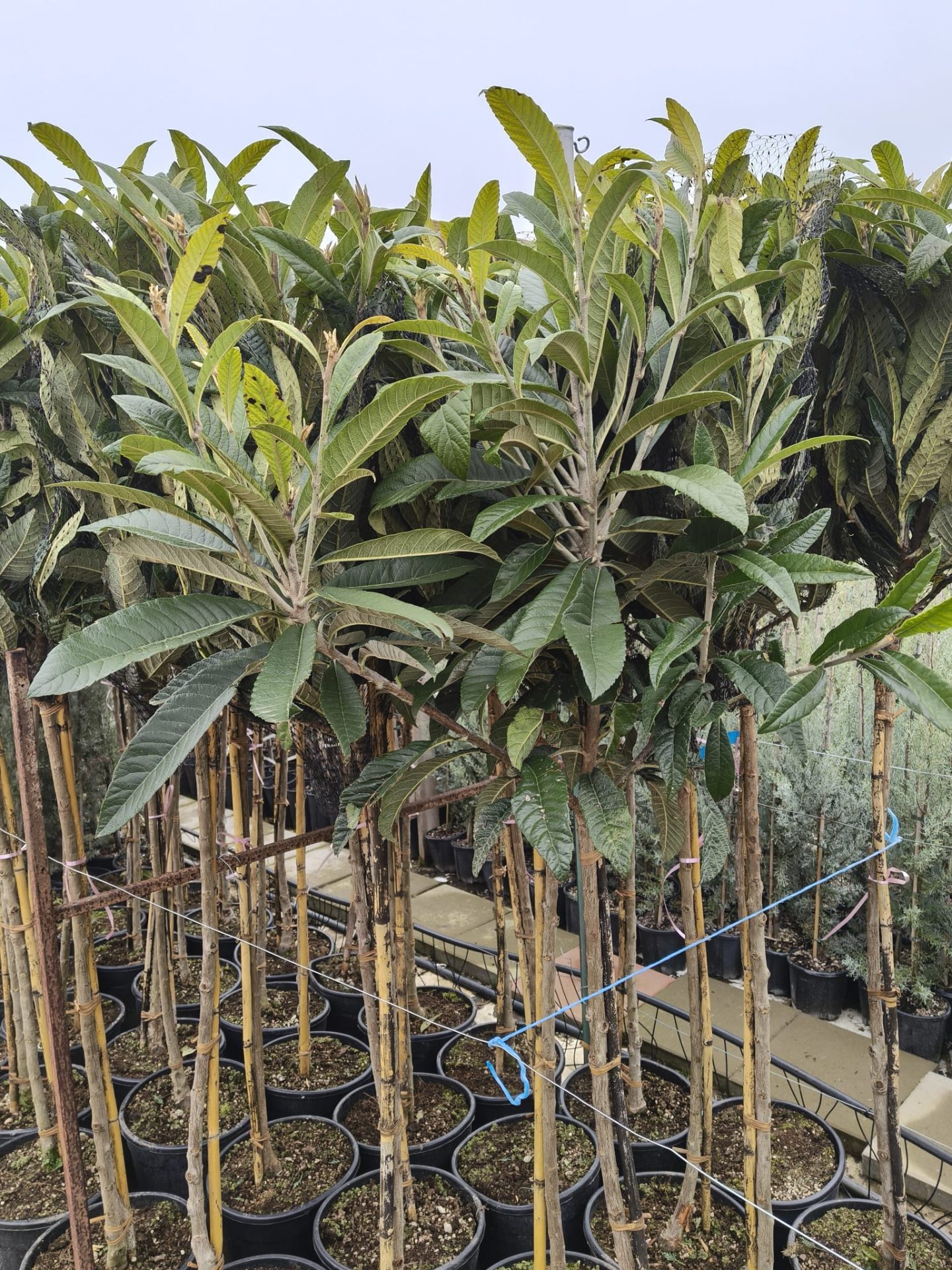 Loquat Rose Anne -frunza vesnic verde - minim 150 cm
