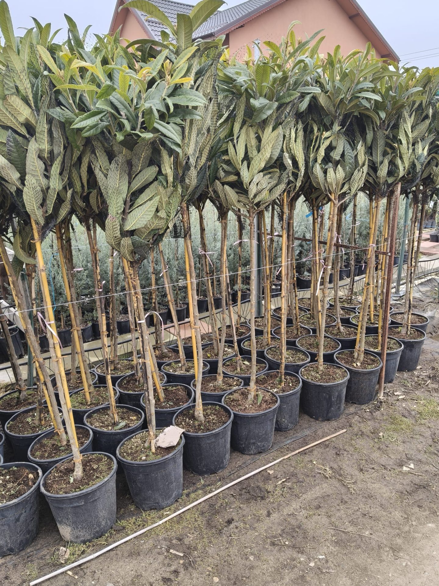 Loquat Rose Anne -frunza vesnic verde - minim 150 cm