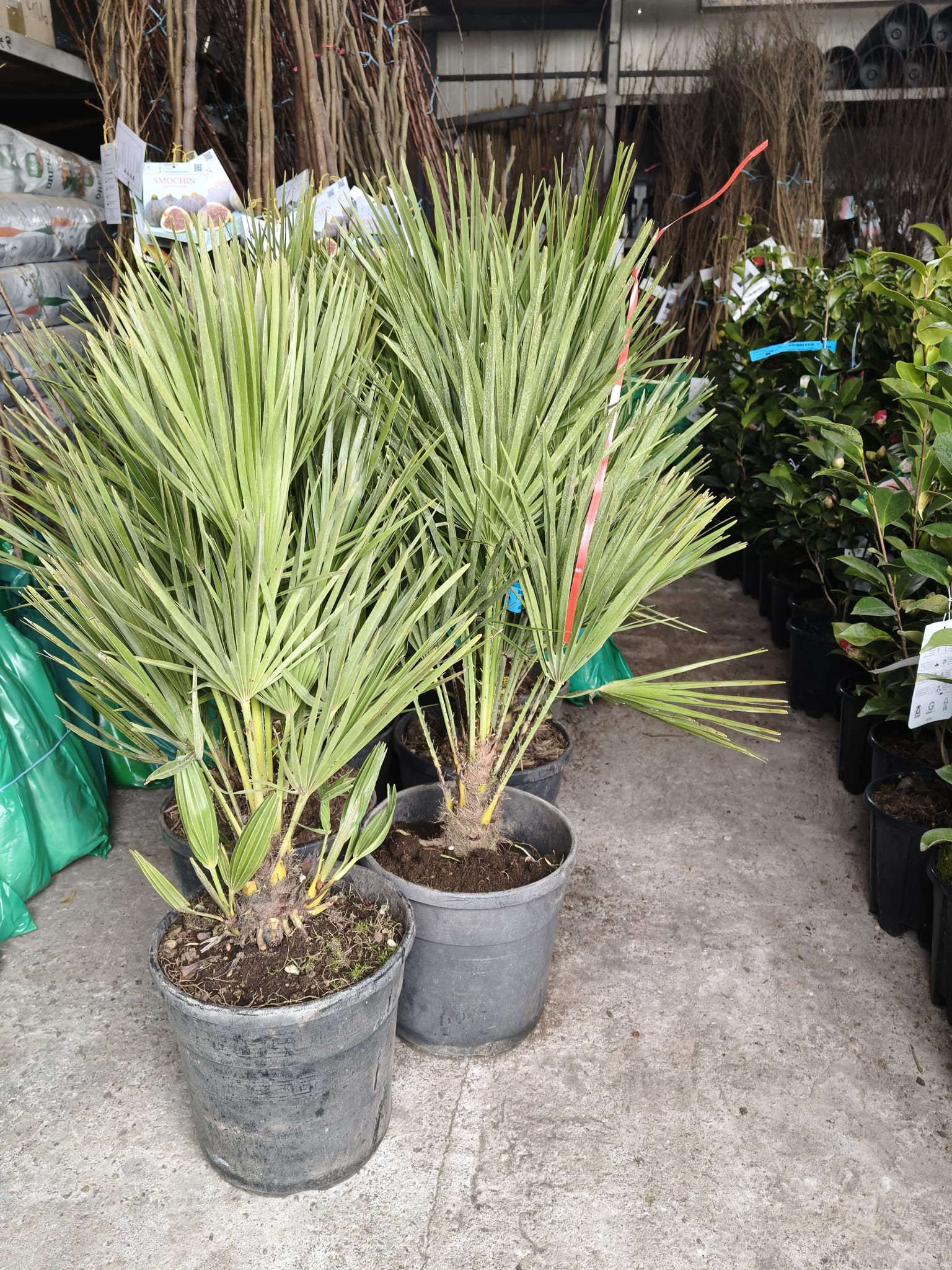 Palmier Pitic - Ghiveci 10 litri - 100 cm (Chamaerops humilis) POZE REALE