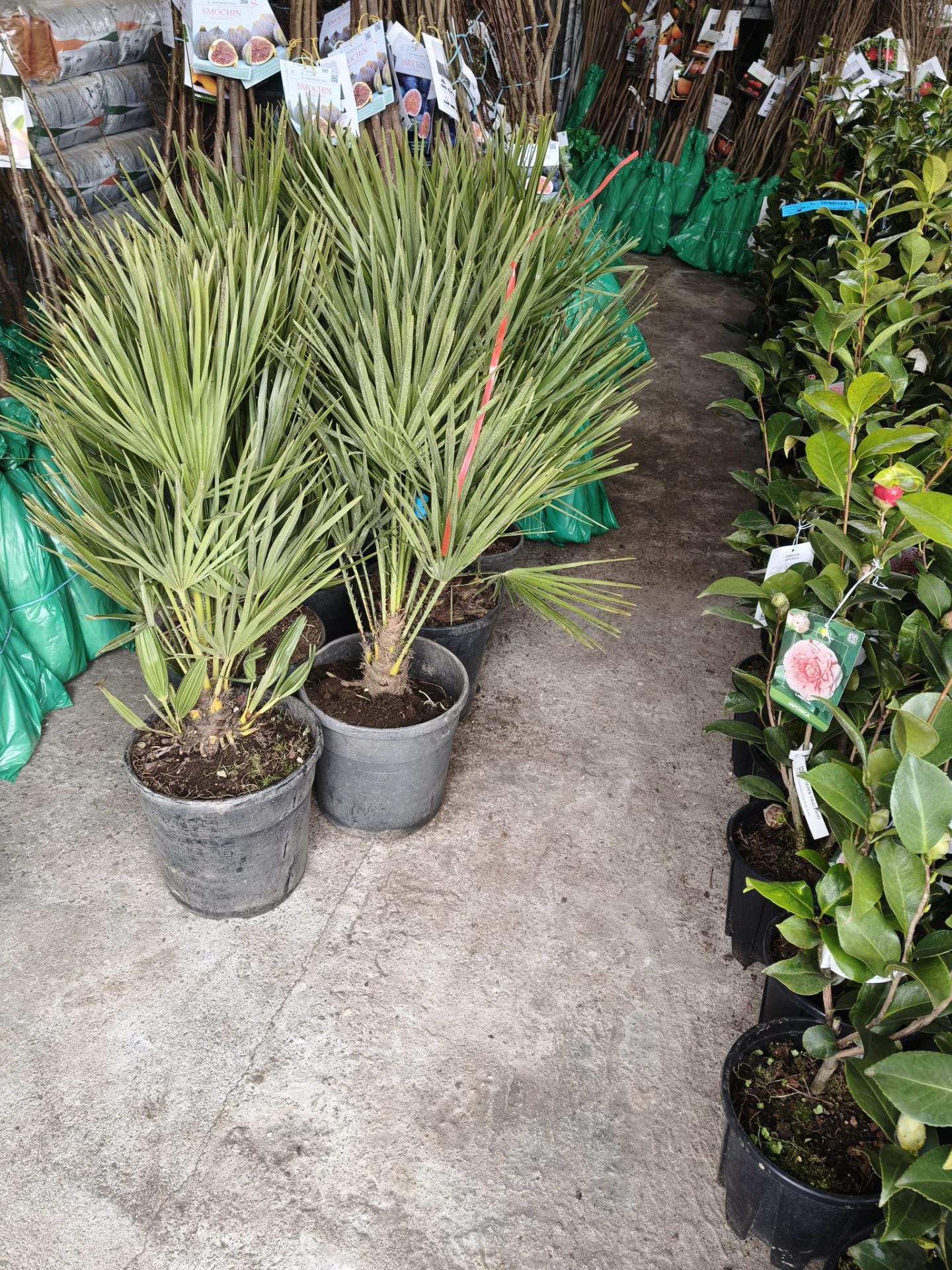 Palmier Pitic - Ghiveci 10 litri - 100 cm (Chamaerops humilis) POZE REALE