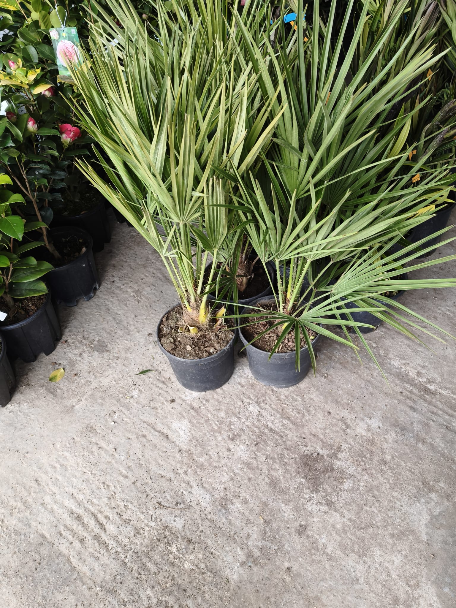 Palmier Pitic 40 cm (Chamaerops humilis) POZE REALE