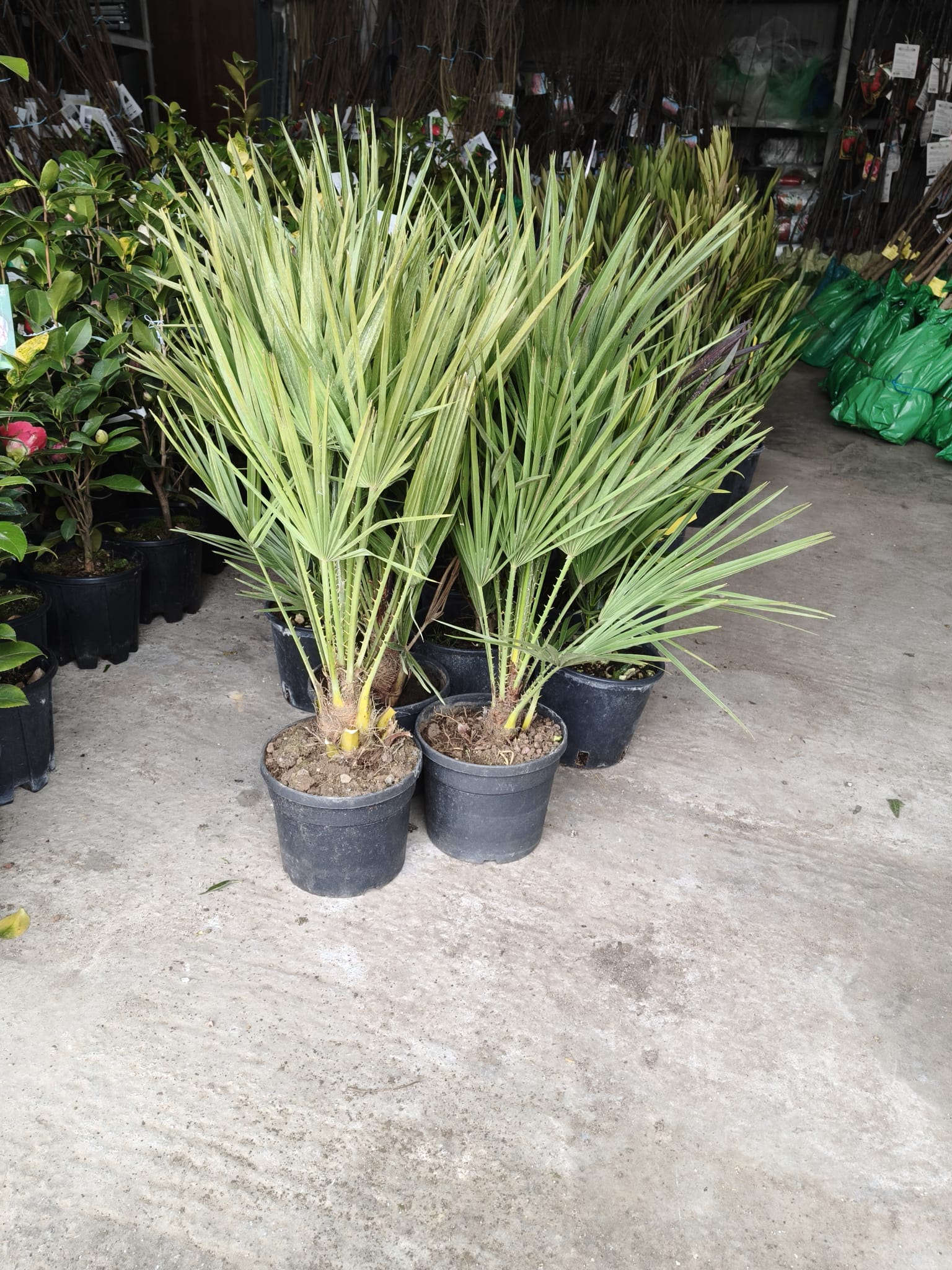 Palmier Pitic - Ghiveci 10 litri - 100 cm (Chamaerops humilis) POZE REALE