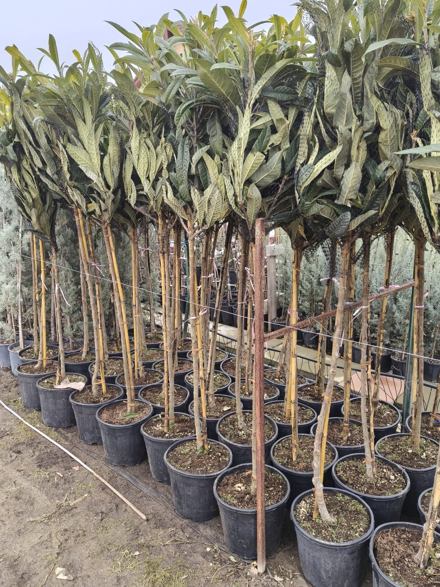 Loquat Rose Anne -frunza vesnic verde - minim 150 cm
