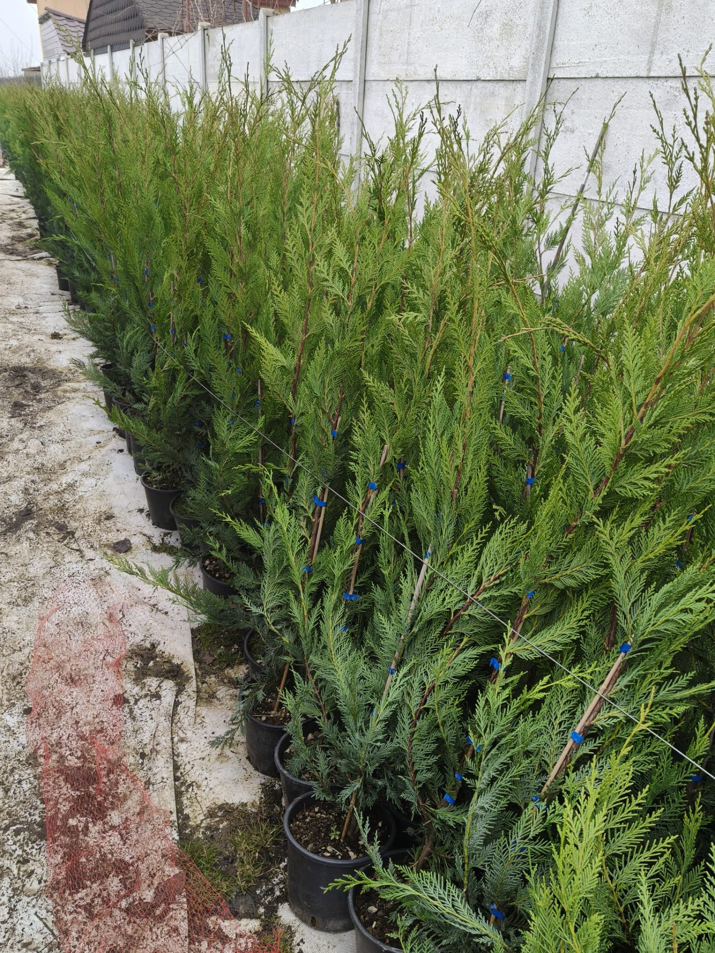 Promo Limitat: Leylandii 140 cm ghiveci 4L – gard viu dens, creștere rapidă
