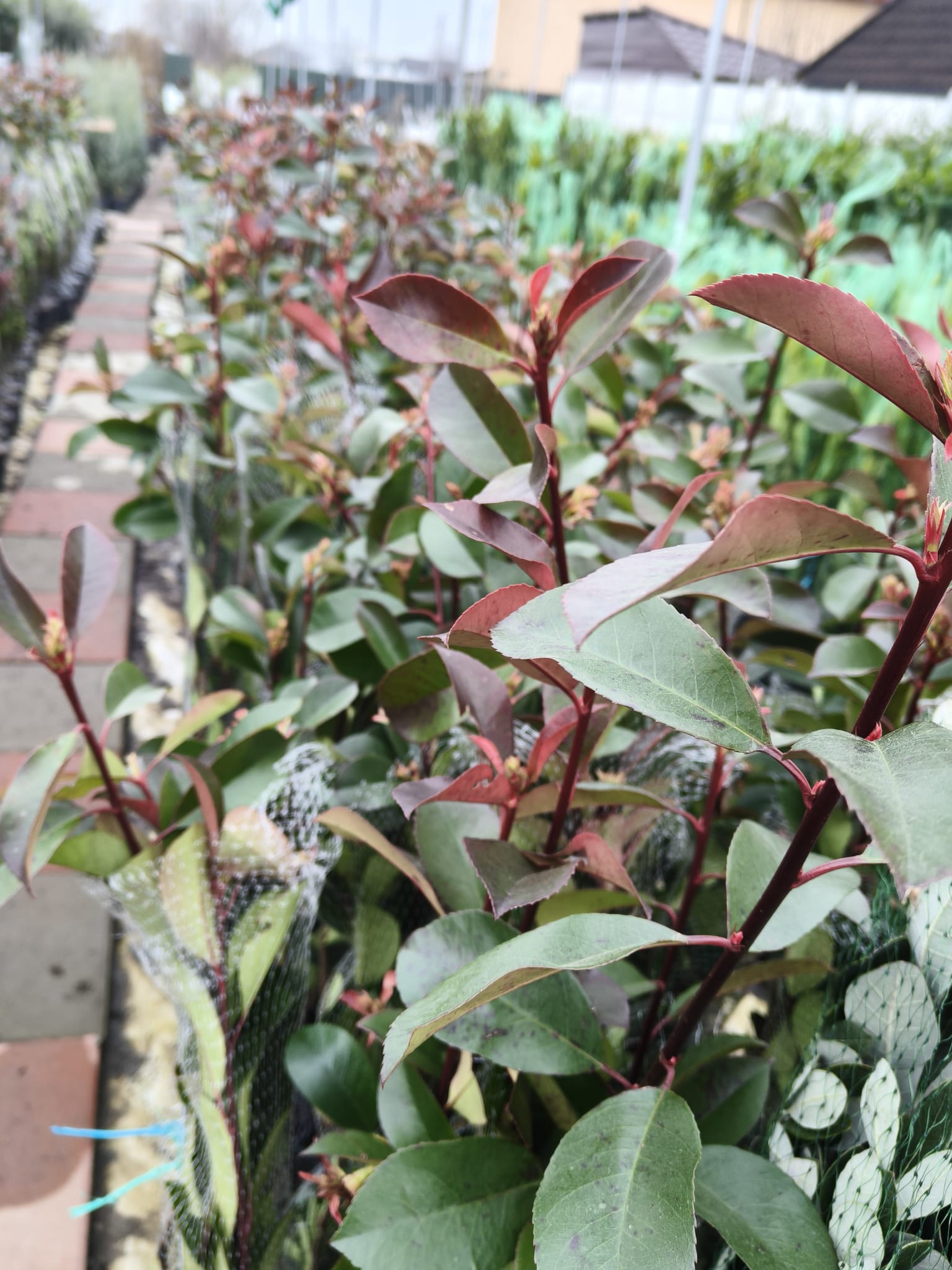 Pachet 10+1 gratuit: Photinia Red Robin 80 cm -ghiveci 3.6ltr - Poze reale