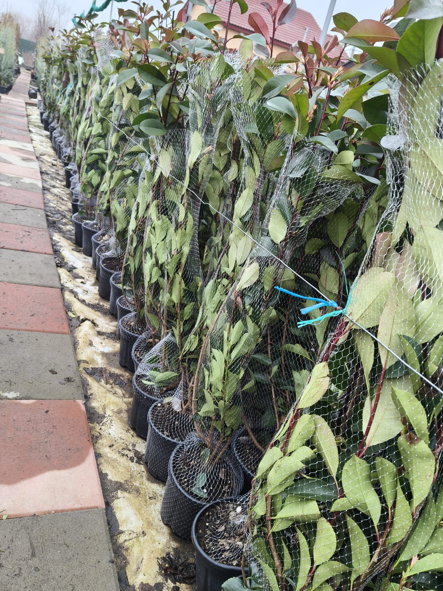 Arbore Feijoa ANANAS GUAVA - tufa - 100 cm