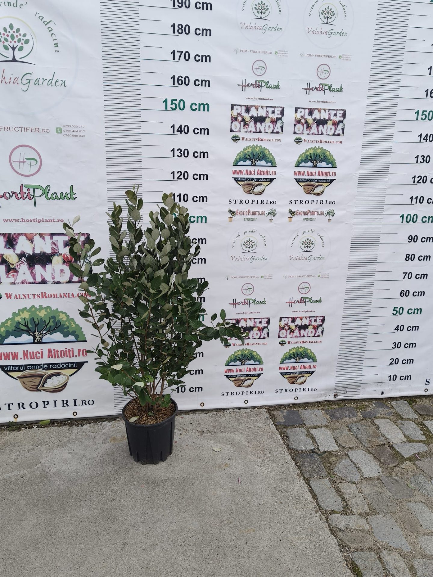 Arbore Feijoa ANANAS GUAVA - tufa - 100 cm