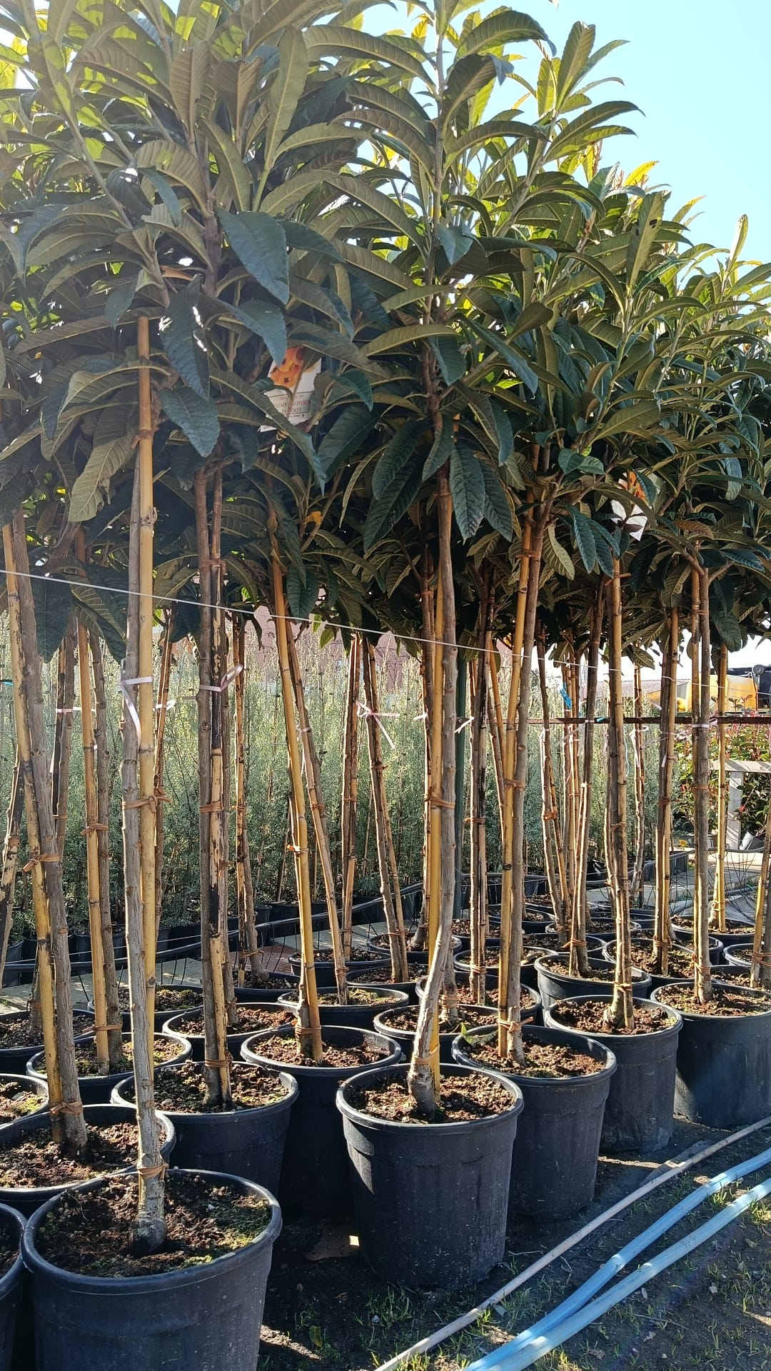 Loquat Rose Anne -frunza vesnic verde - minim 150 cm