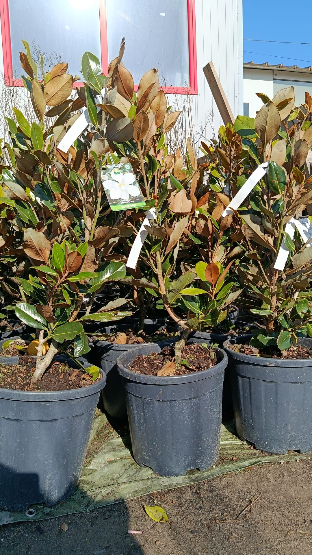 Magnolia vesnic verde Grandiflora soi Little Gem - Forma TUFA-100 cm