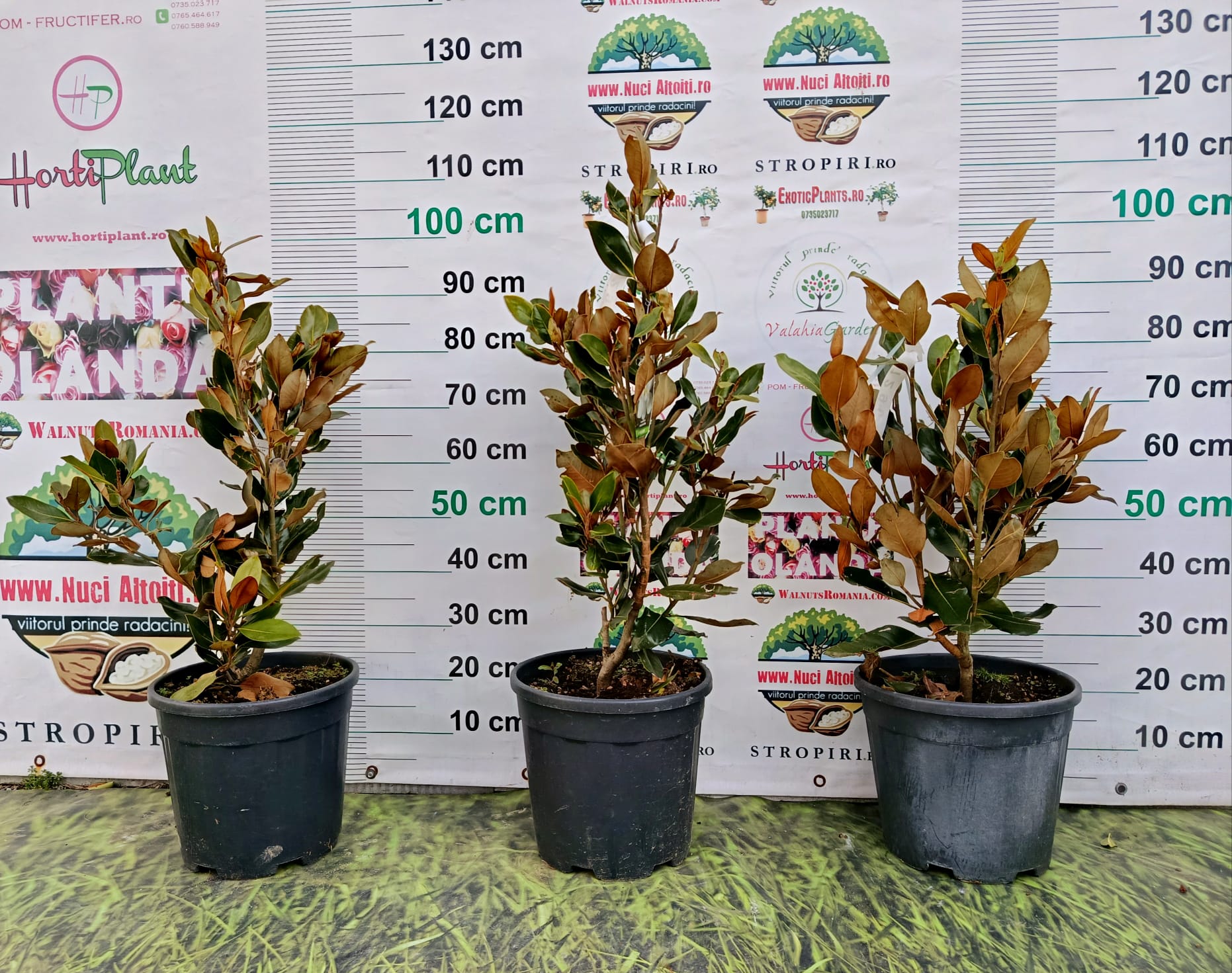 Magnolia vesnic verde Grandiflora soi Little Gem - Forma TUFA-100 cm