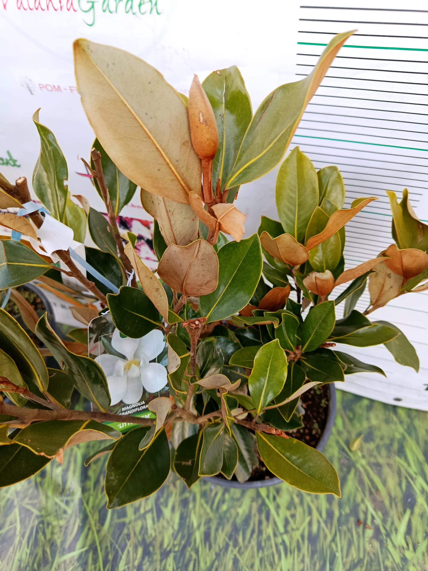 Magnolia vesnic verde Grandiflora soi Little Gem - Forma TUFA-100 cm
