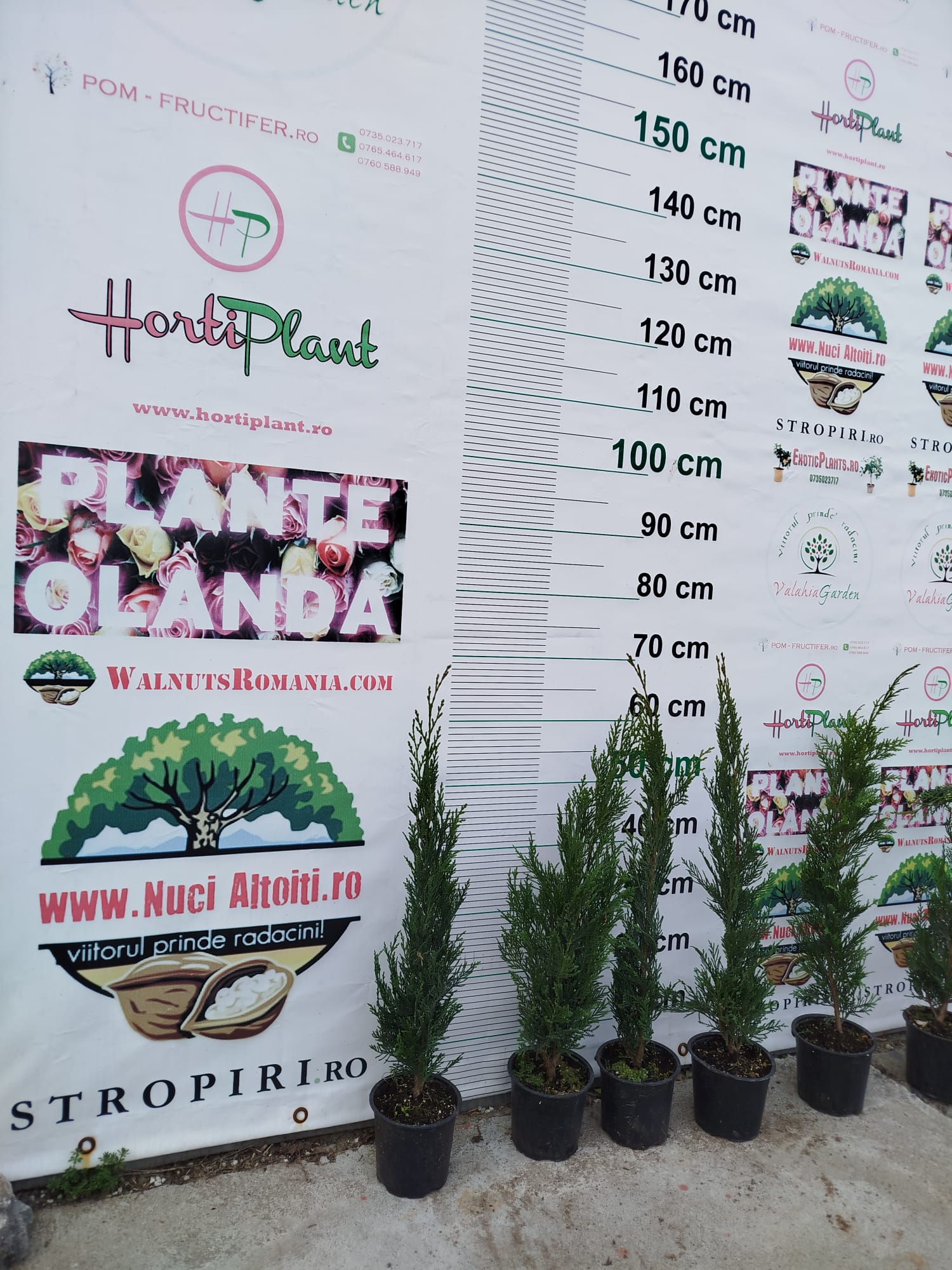 PACHET 10 +1 gratuit: Chiparos Leilandii altoiti | 50 cm | crescut in ghiveci | Poze reale