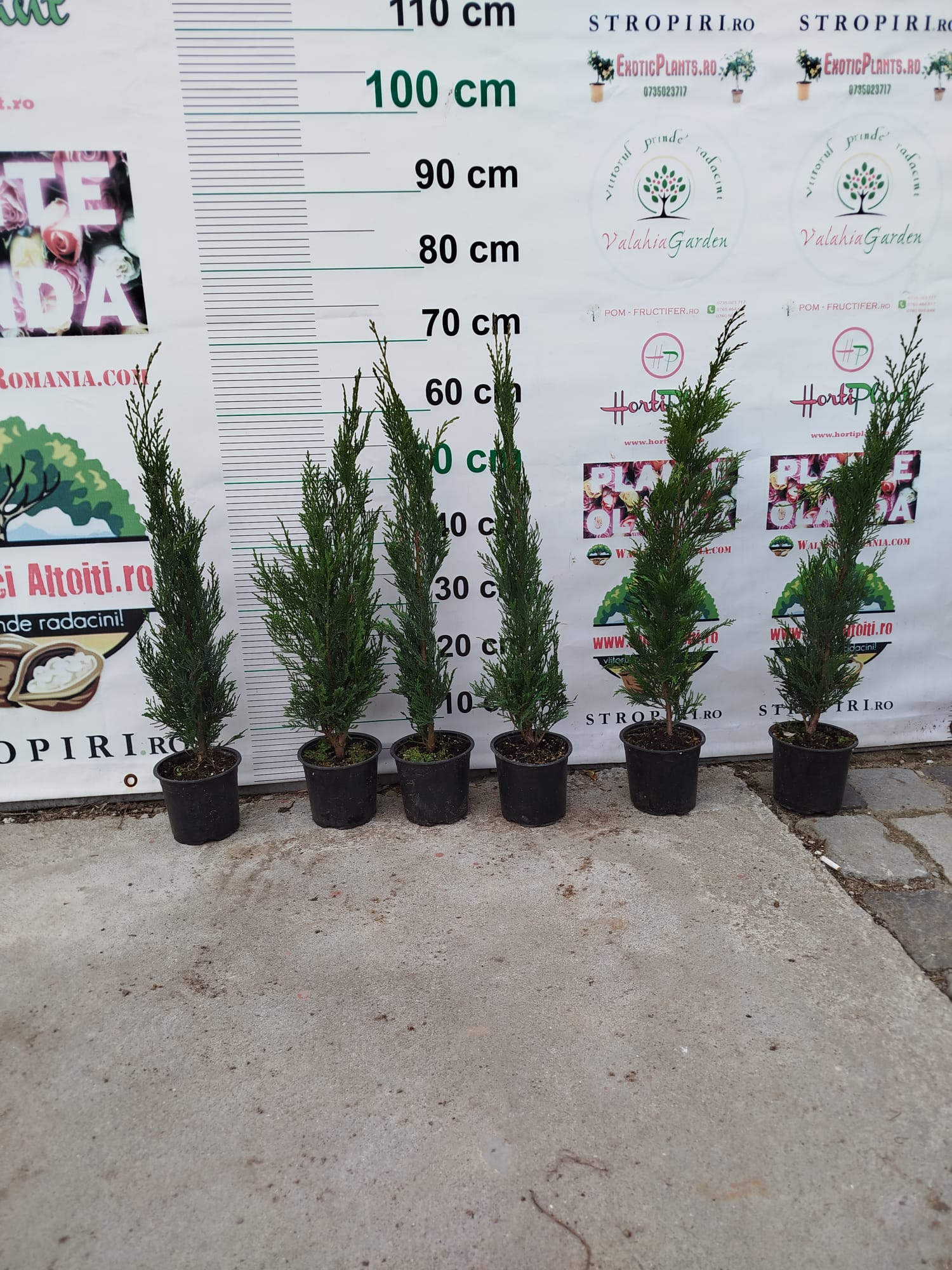 PACHET 10 +1 gratuit: Chiparos Leilandii altoiti | 50 cm | crescut in ghiveci | Poze reale