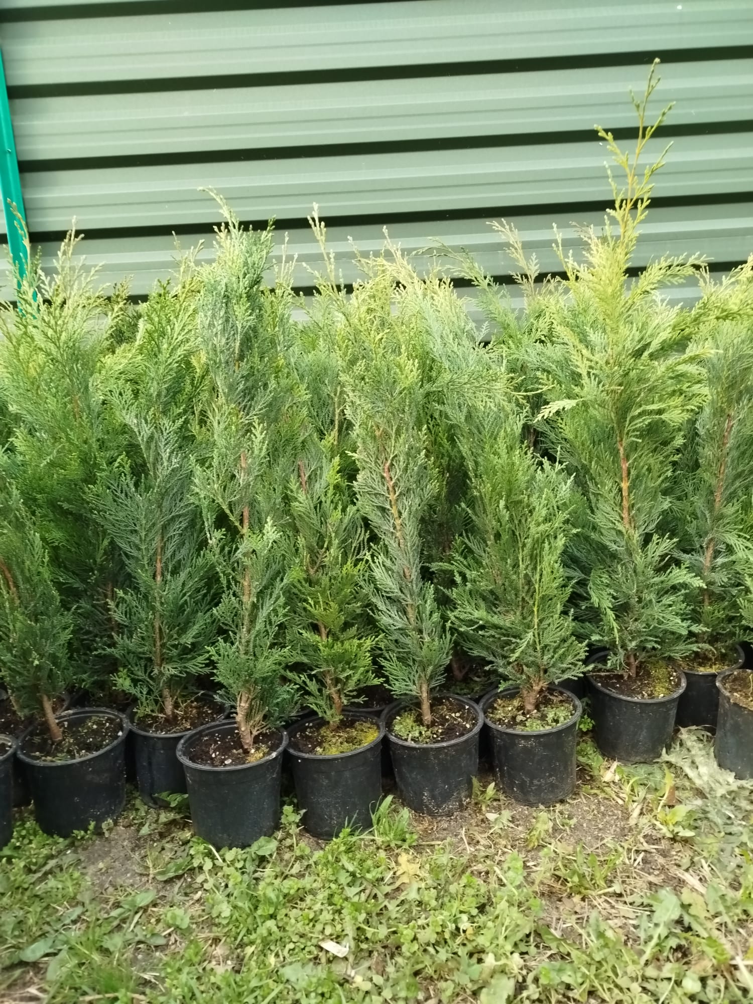 PACHET 10 +1 gratuit: Chiparos Leilandii altoiti | 50 cm | crescut in ghiveci | Poze reale