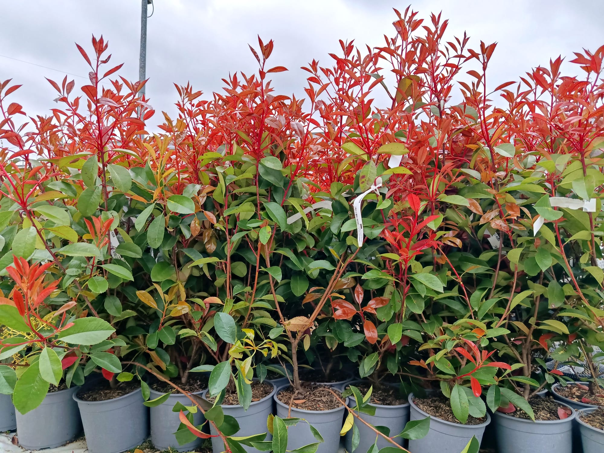 Pachet 10+1 gratuit: Photinia Red Robin 80 cm -ghiveci 3.6ltr - Poze reale