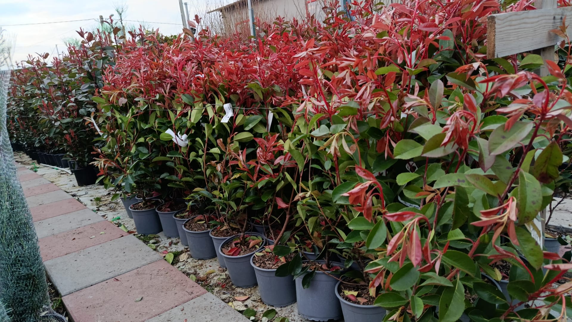Pachet 10+1 gratuit: Photinia Red Robin 80 cm -ghiveci 3.6ltr - Poze reale