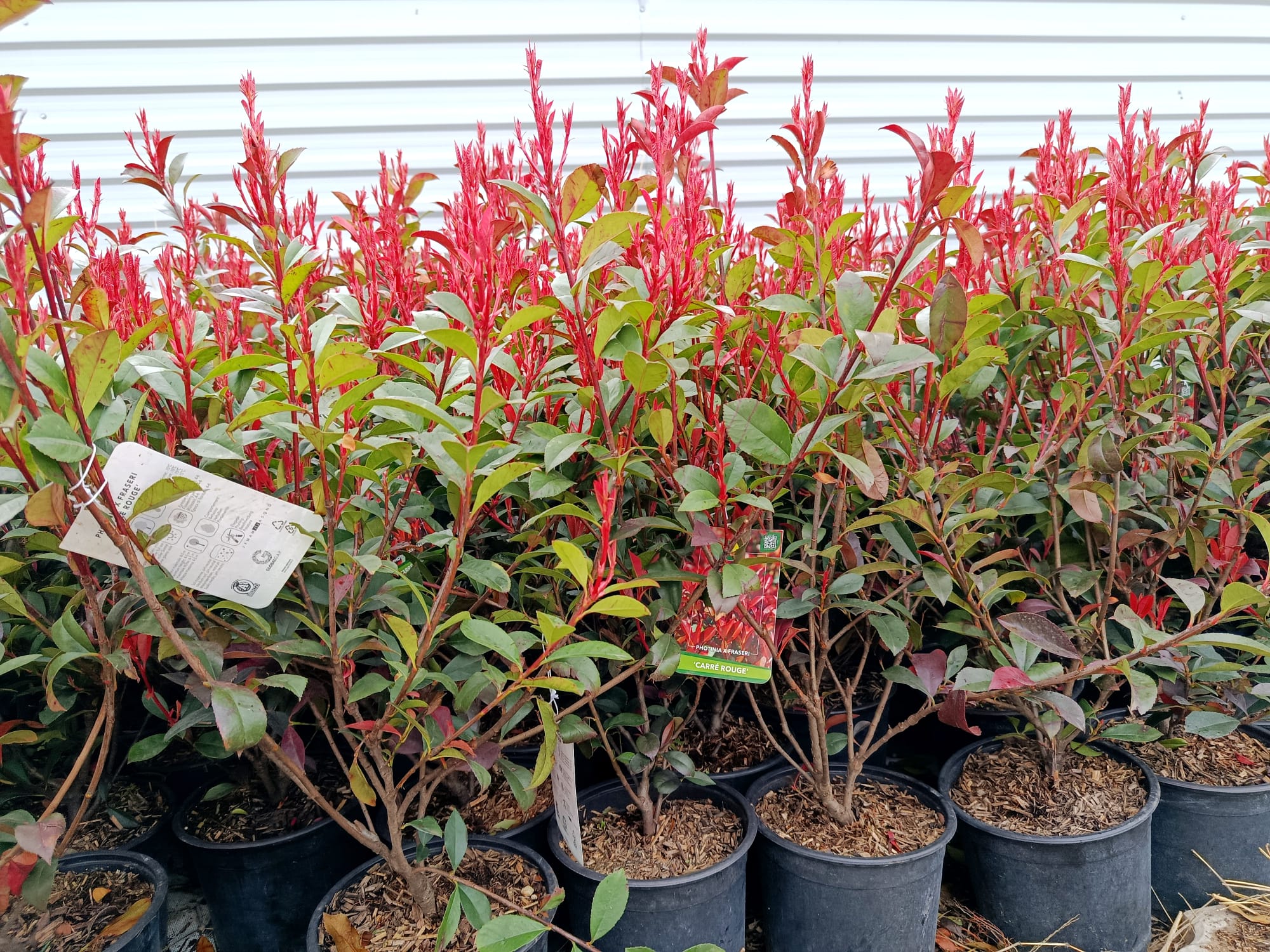 Pachet 10+1 gratuit: Photinia Red Robin 80 cm -ghiveci 3.6ltr - Poze reale
