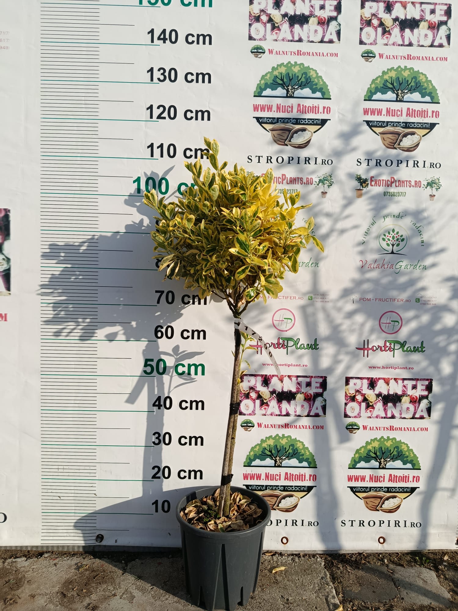 Euonymus jap. AUREOMARGINATUS - Pomisor / Bila 100 cm cu frunza Aurie