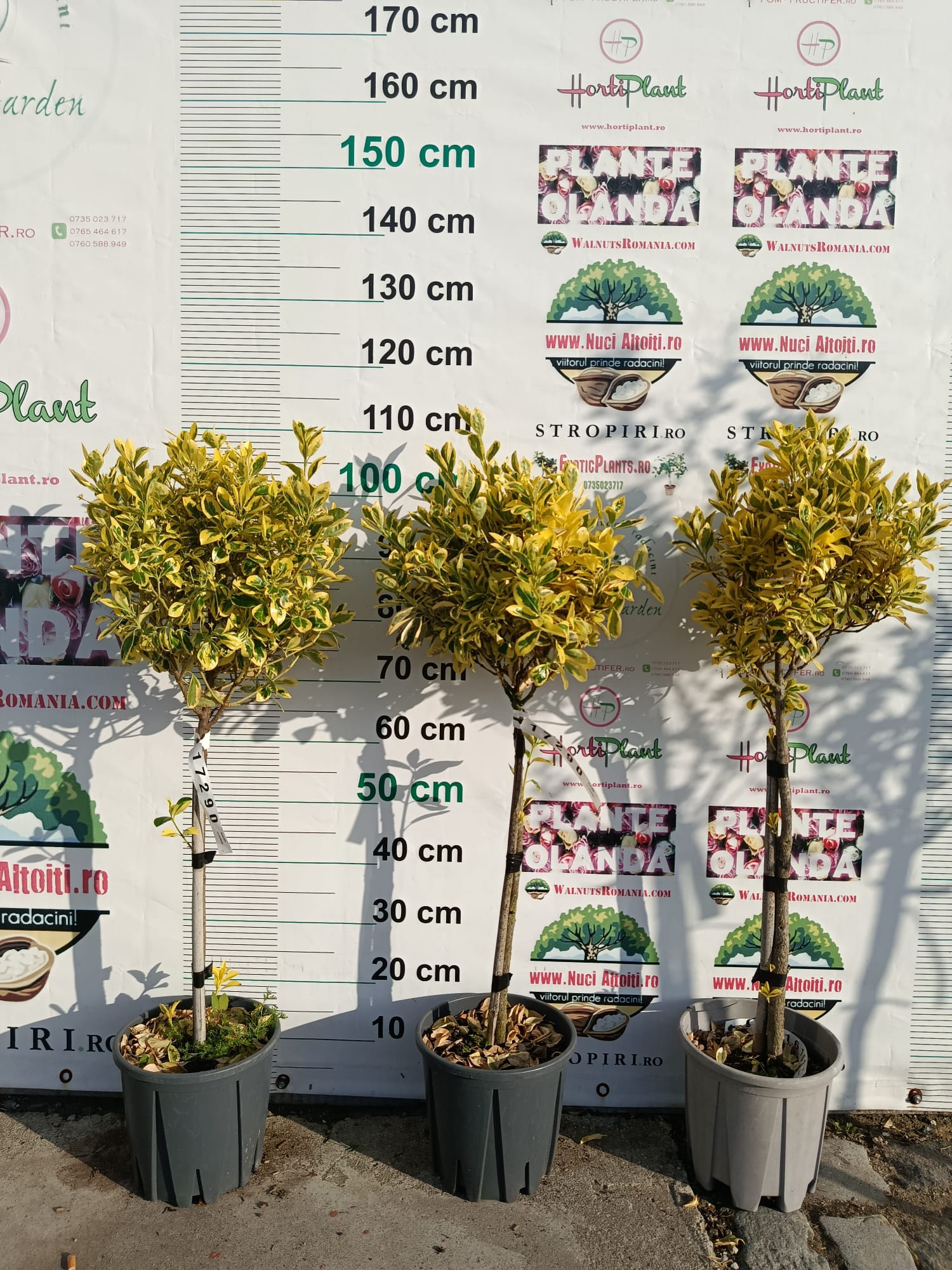 Euonymus jap. AUREOMARGINATUS - Pomisor / Bila 100 cm cu frunza Aurie