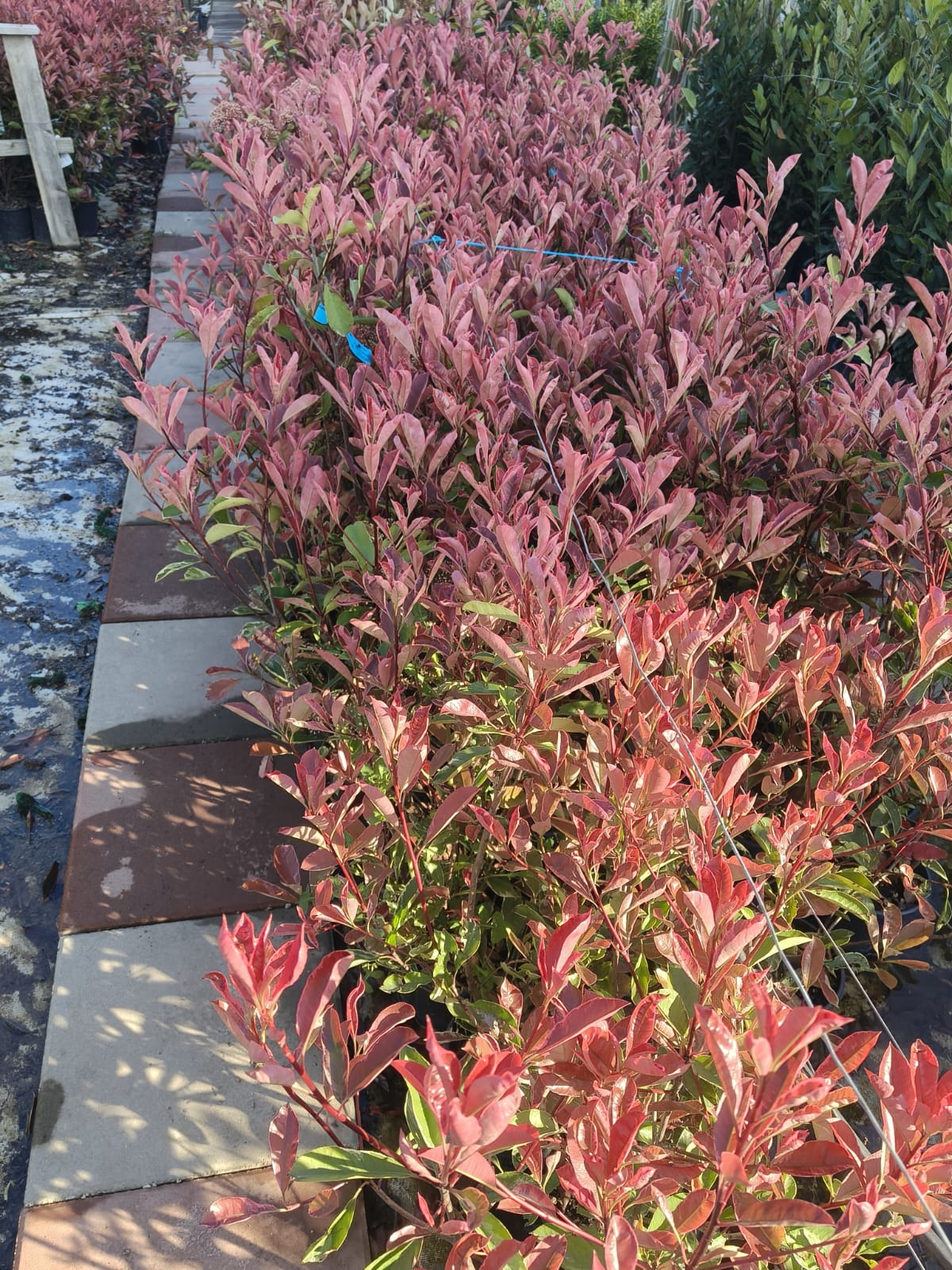 Photinia roz PINK MARBLE tip tufa la ghiveci 3 litri