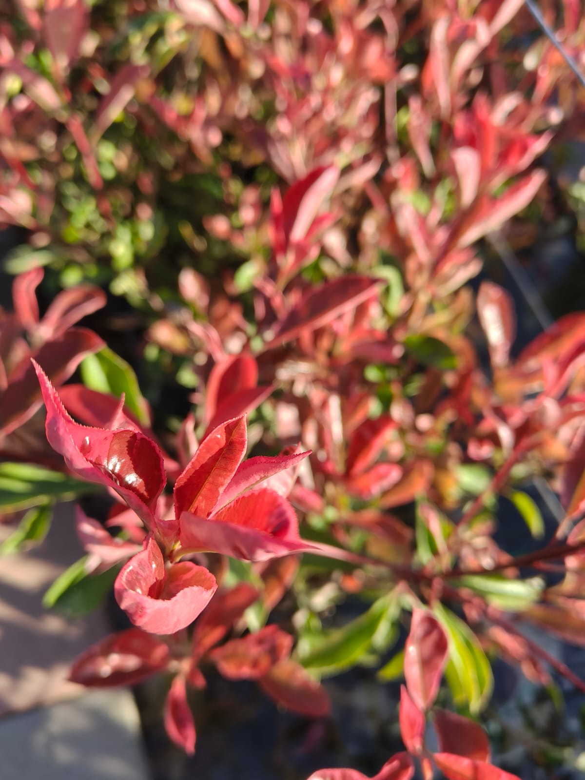 Photinia roz PINK MARBLE tip tufa la ghiveci 3 litri