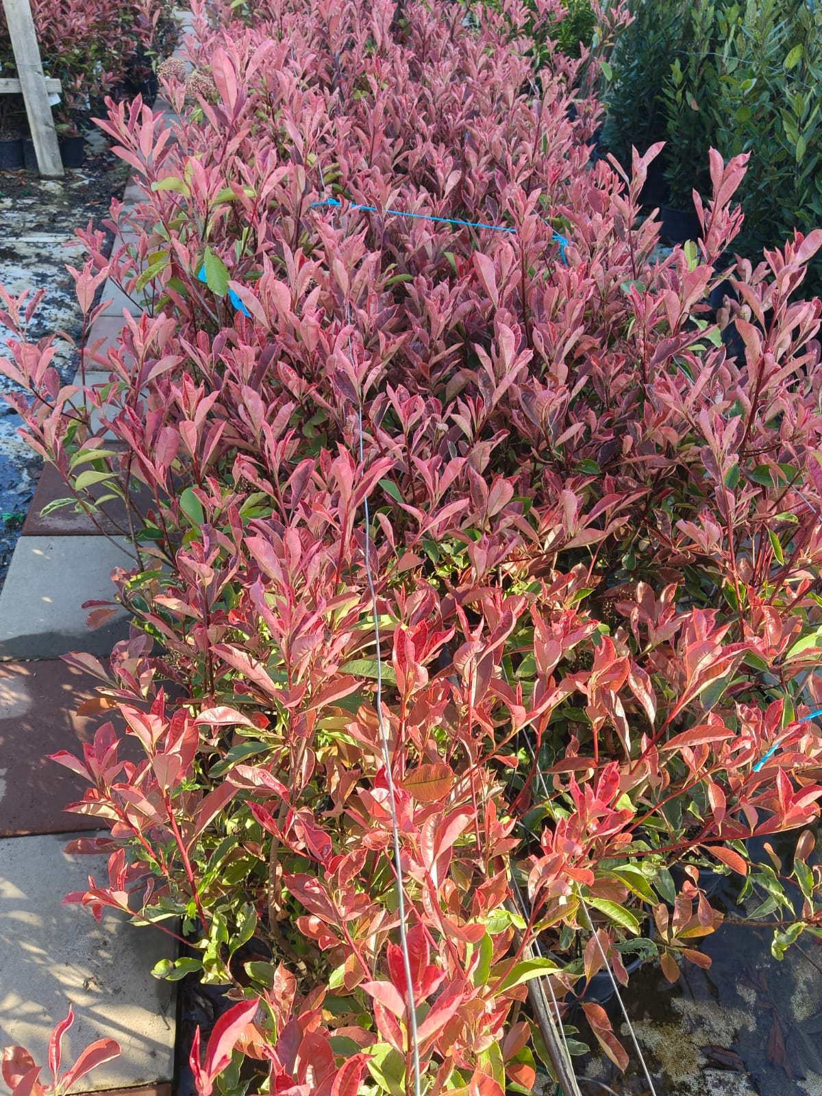 Photinia roz PINK MARBLE tip tufa la ghiveci 3 litri