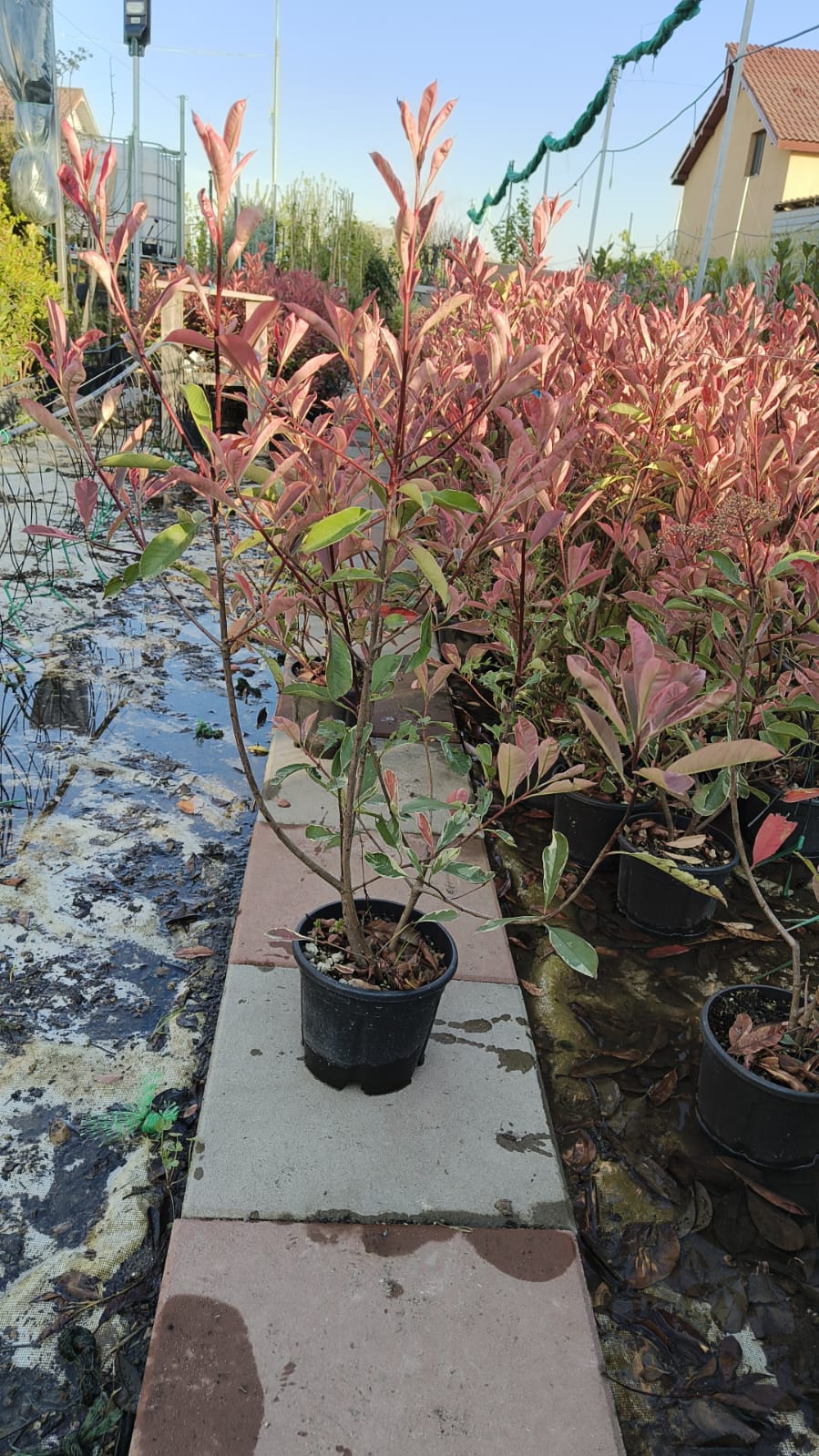 Photinia roz PINK MARBLE tip tufa la ghiveci 3 litri
