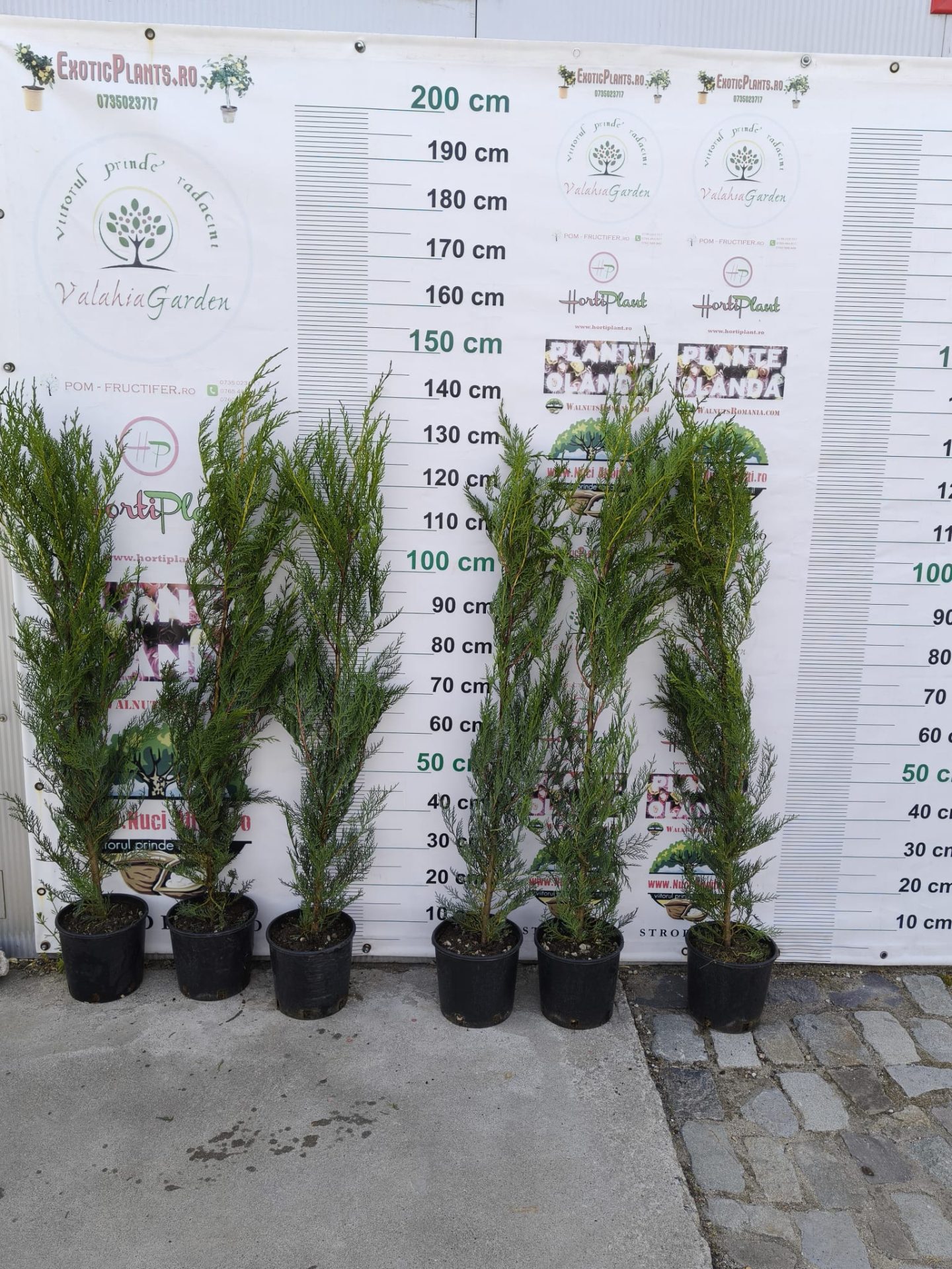 Pachet 10+1 gratuit: Leylandii altoit -pentru gard viu- 120 cm- ghiveci 5 Litri