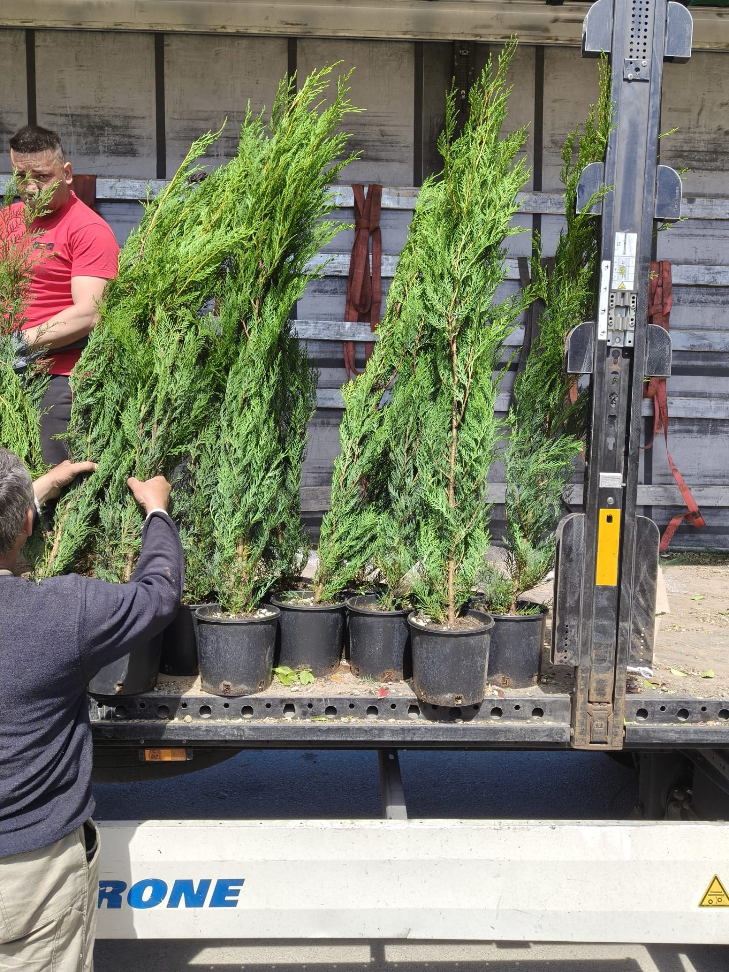 Pachet 10+1 gratuit: Leylandii altoit -pentru gard viu- 120 cm- ghiveci 5 Litri
