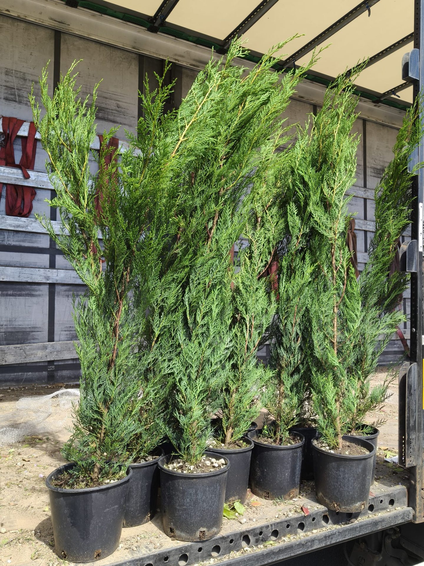 Pachet 10+1 gratuit: Leylandii altoit -pentru gard viu- 120 cm- ghiveci 5 Litri