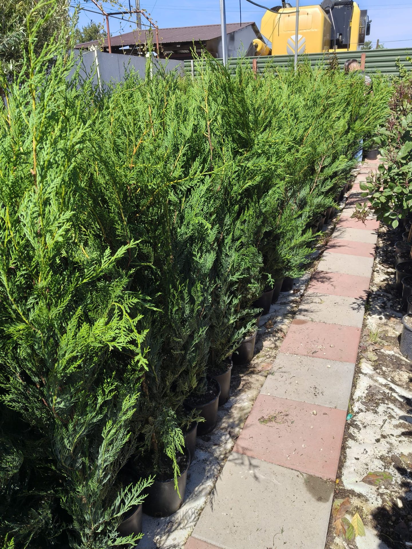 Pachet 10+1 gratuit: Leylandii altoit -pentru gard viu- 120 cm- ghiveci 5 Litri