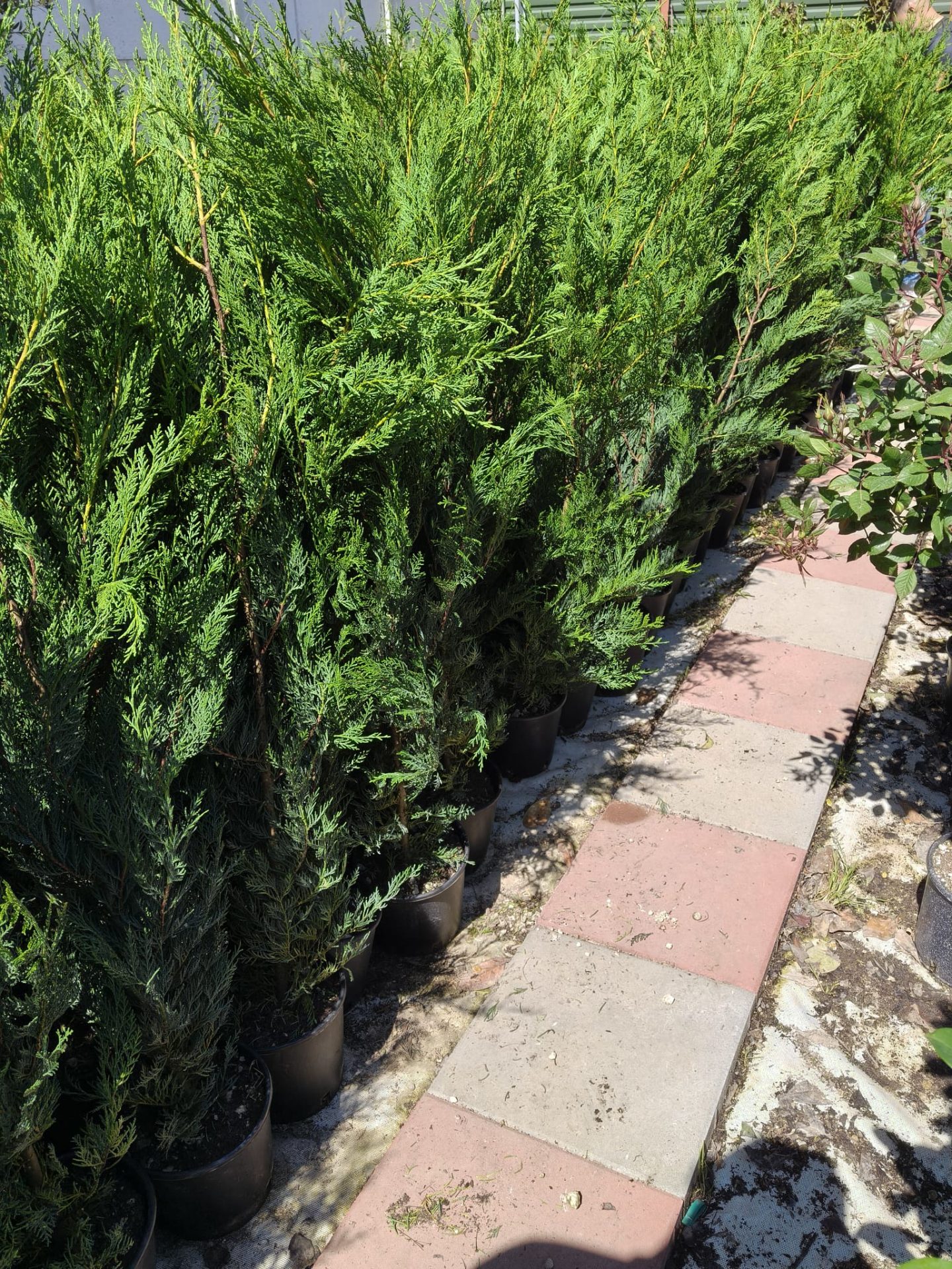 Pachet 10+1 gratuit: Leylandii altoit -pentru gard viu- 120 cm- ghiveci 5 Litri