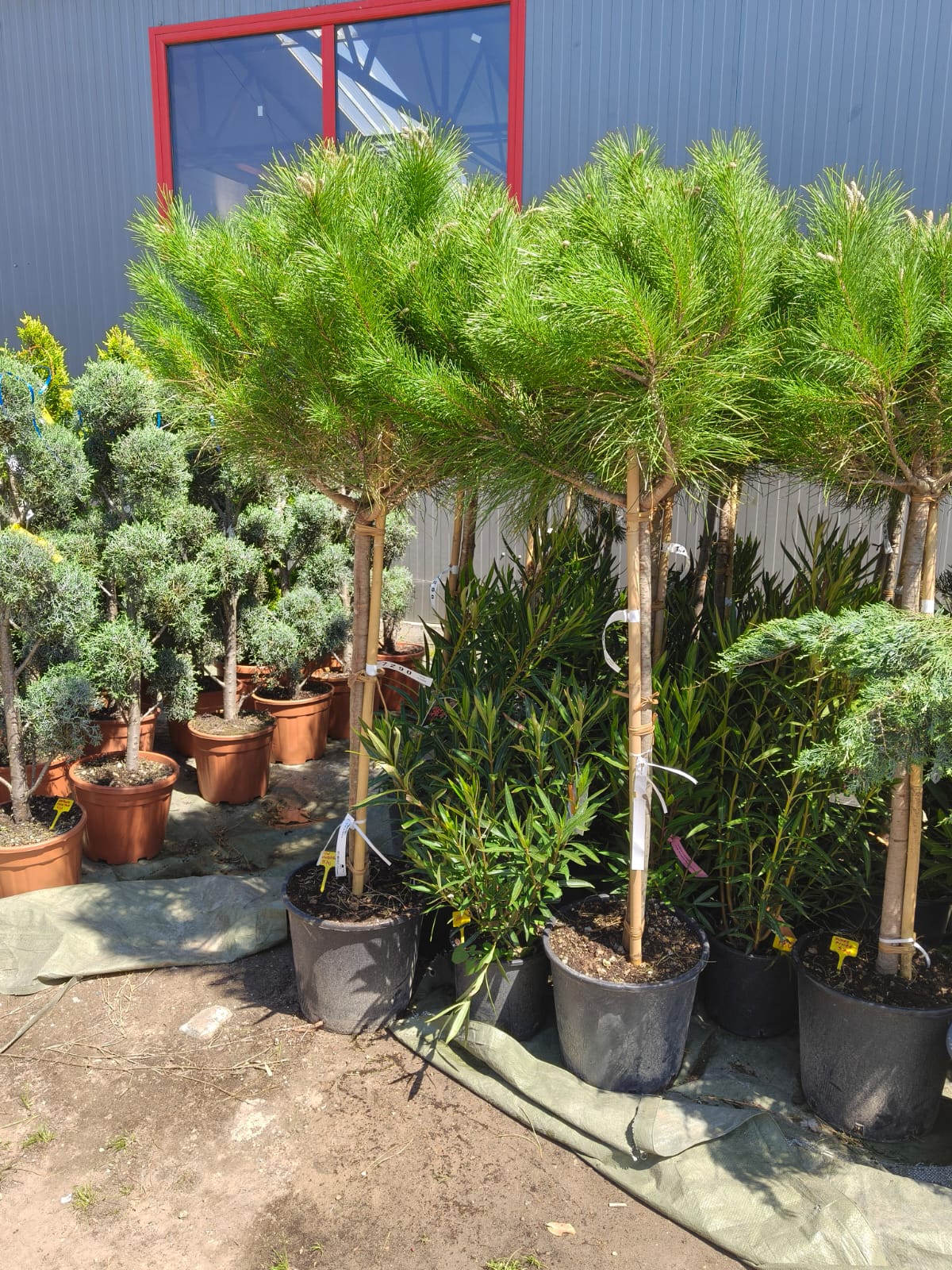 Pin umbrelă / mediteranean - Pinus Pinea pe picior - minim 150 cm - ghiveci de 25 litri