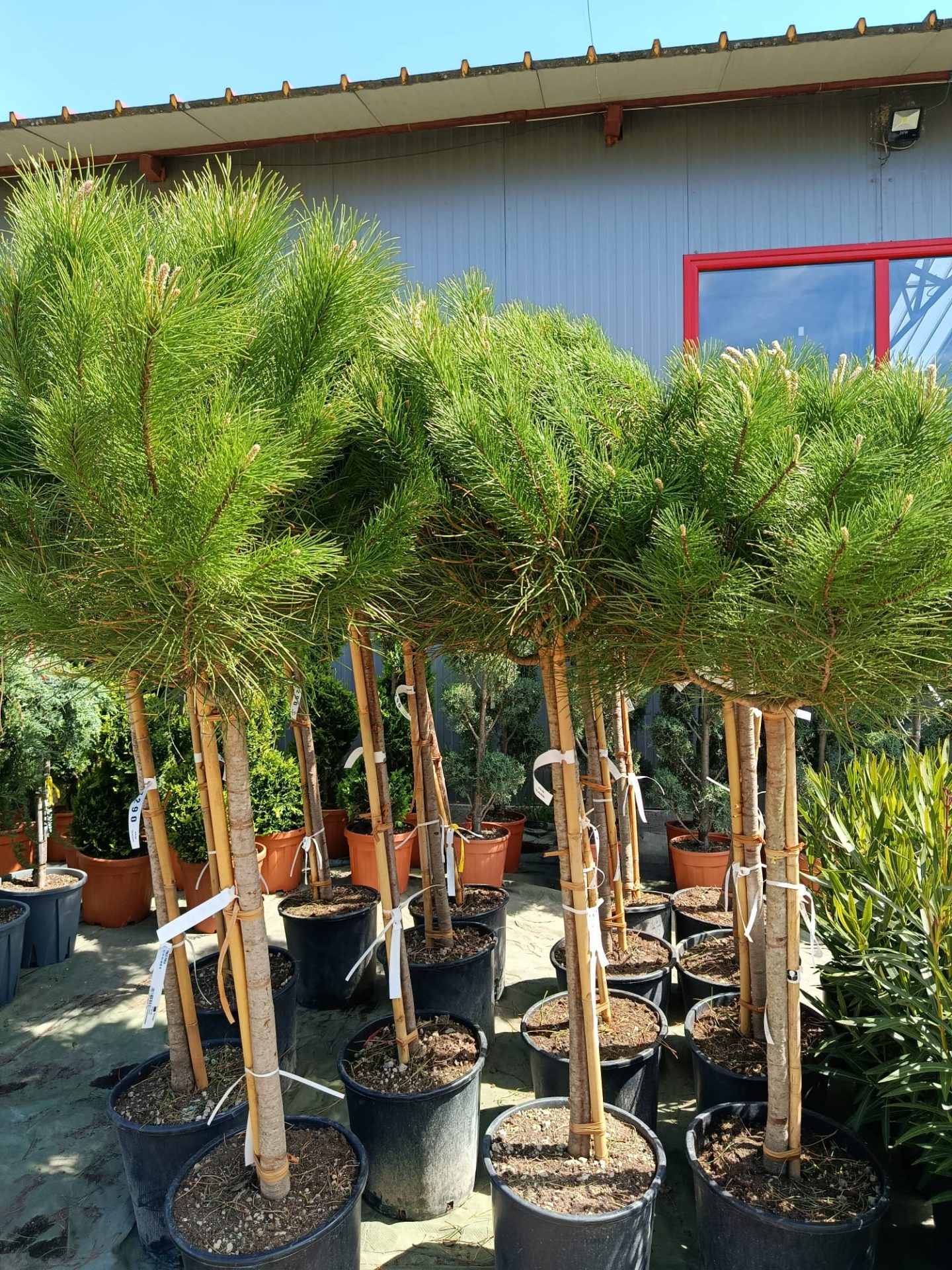 Pin umbrelă / mediteranean - Pinus Pinea pe picior - minim 150 cm - ghiveci de 25 litri