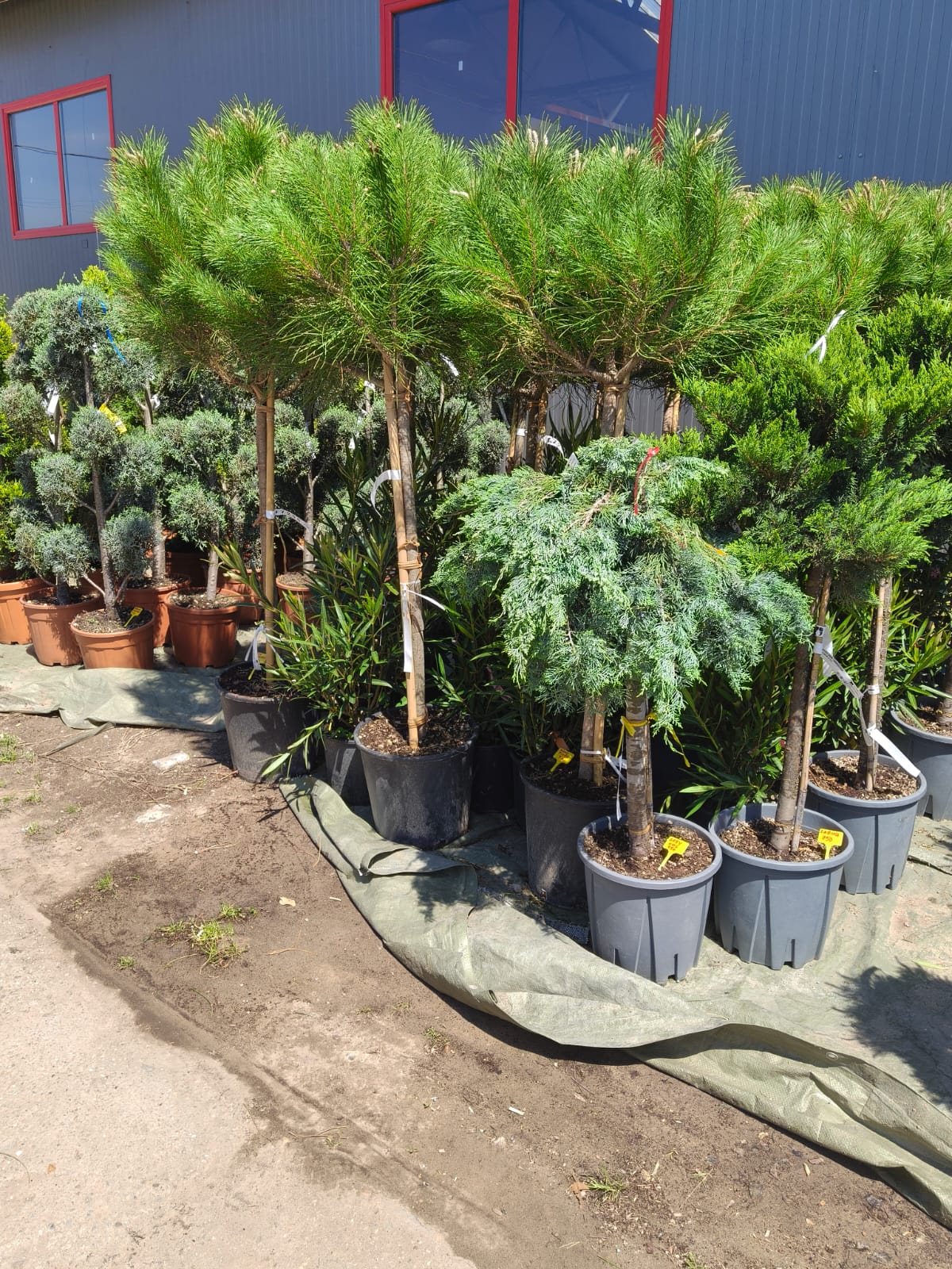 Juniperus Conferta Schlager Pomișor 18L – Ienupăr Decorativ Veșnic Verde 120 cm